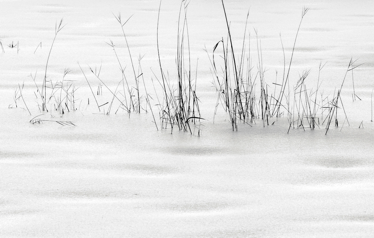 Canon EF 70-300 F4-5.6 IS II USM sample photo. Weeds and snow photography
