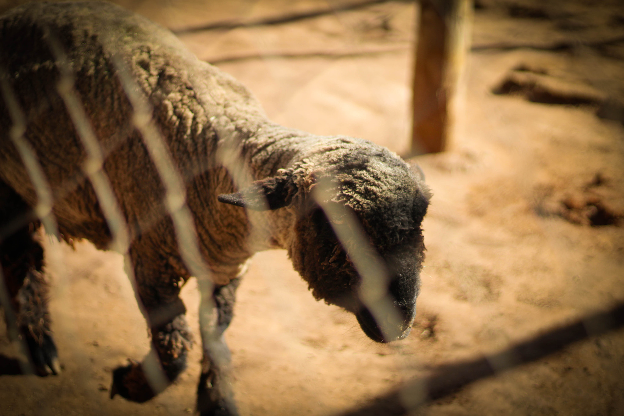 Canon EOS 100D (EOS Rebel SL1 / EOS Kiss X7) sample photo. Sheep, parque el pretil photography