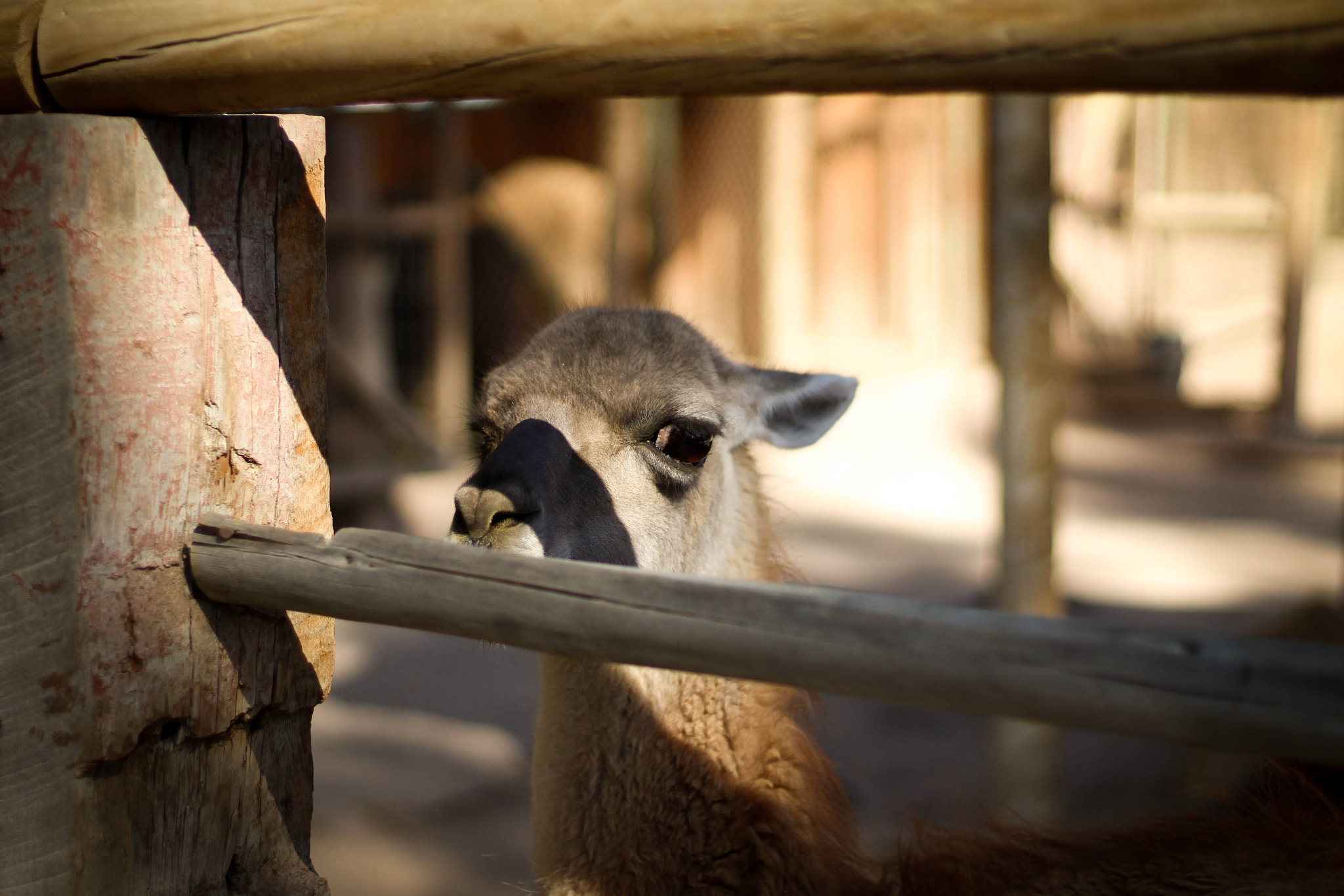 Canon EOS 100D (EOS Rebel SL1 / EOS Kiss X7) sample photo. Guanaco, parque el pretil photography