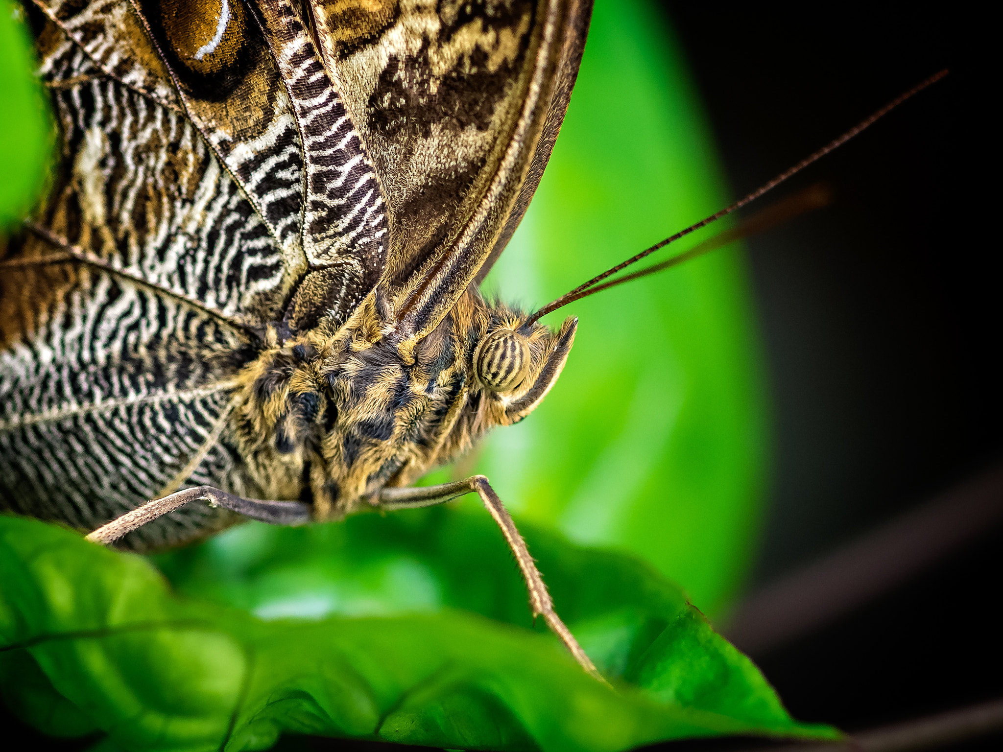 Olympus OM-D E-M1 + OLYMPUS 50mm Lens sample photo. Owl butterfly (caligo sp.) photography