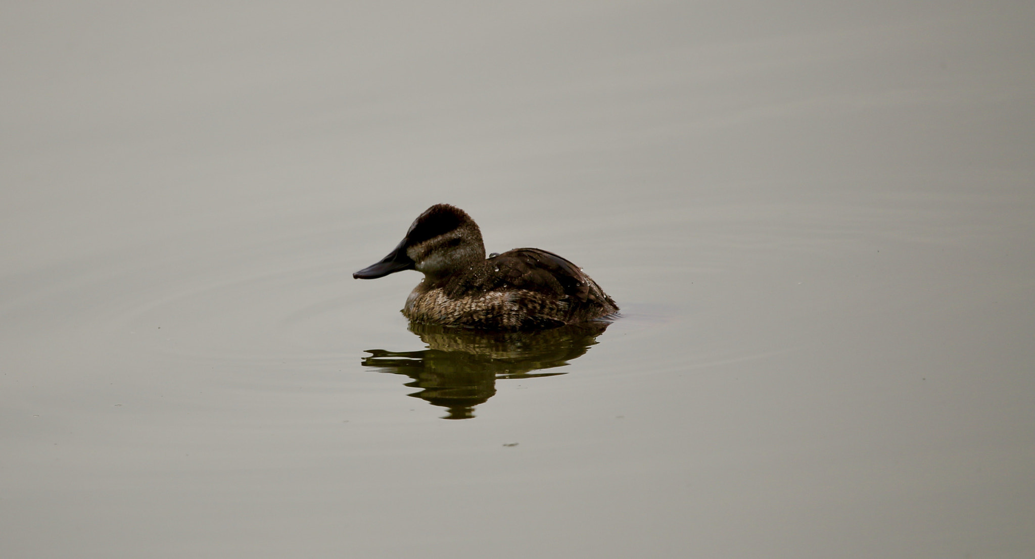 Sigma 150mm f/2.8 EX DG OS HSM APO Macro sample photo. Baby duck photography