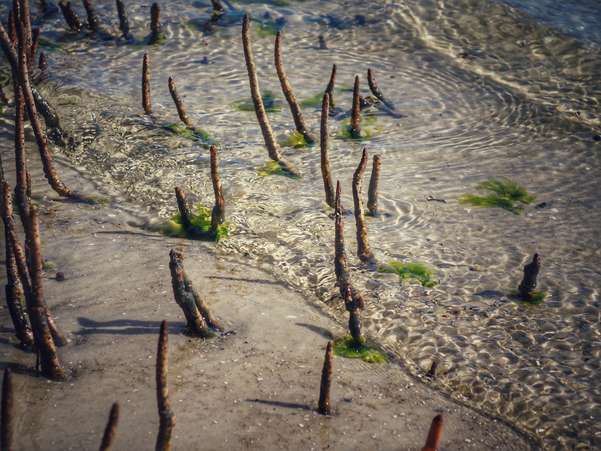 Sony 28-100mm F1.8-4.9 sample photo. The bay's edge photography