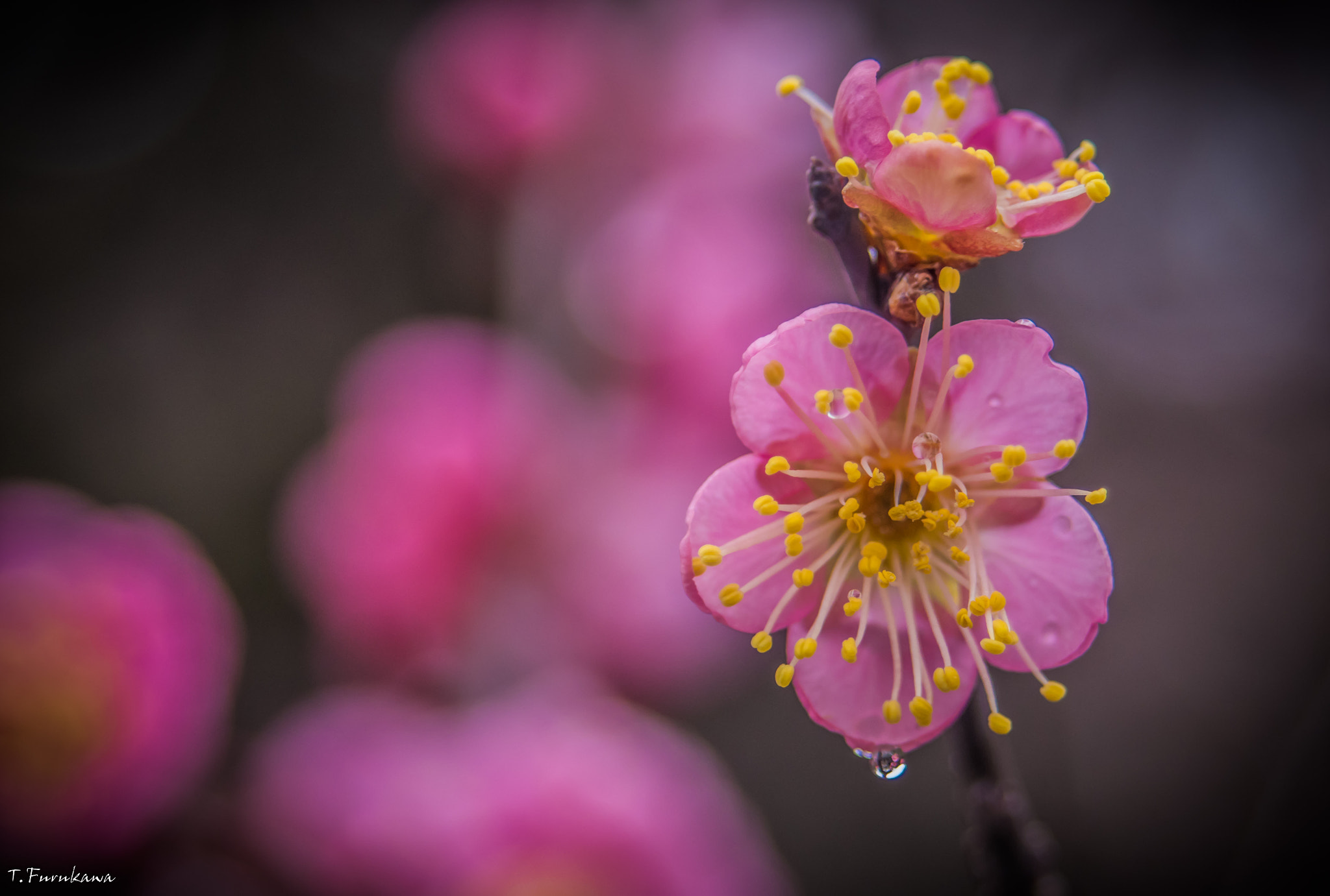 smc PENTAX-F 35-80mm F4-5.6 sample photo. Plum blossom photography
