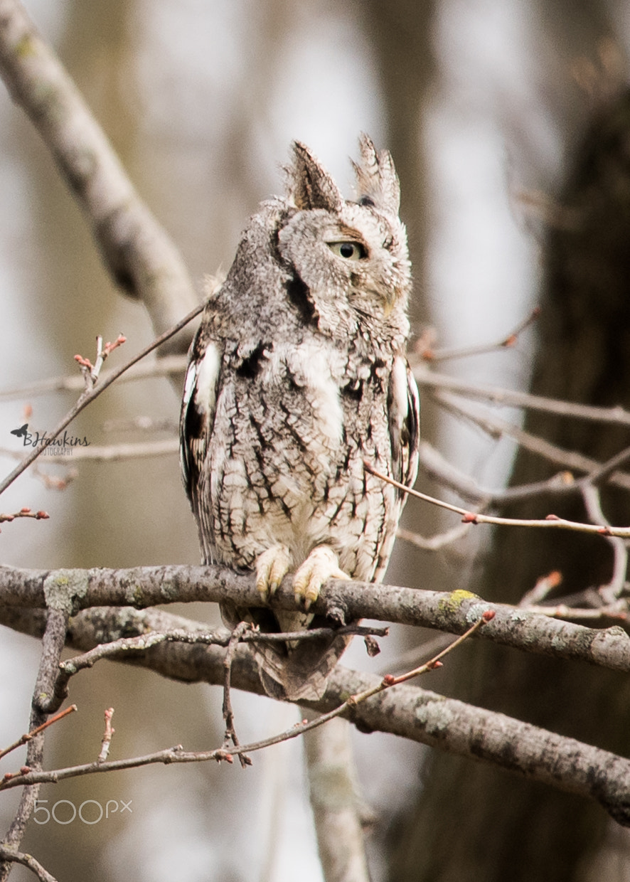 Nikon Nikkor AF-S 300mm F4E PF ED VR sample photo. This awesome little screech owl made an apperance photography