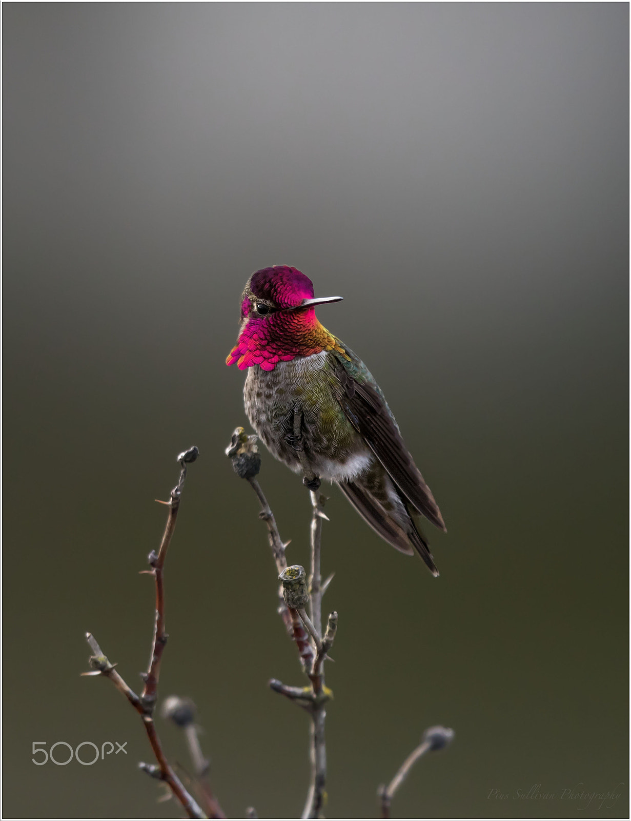 Canon EF 500mm F4L IS II USM sample photo. Anna's humming bird photography