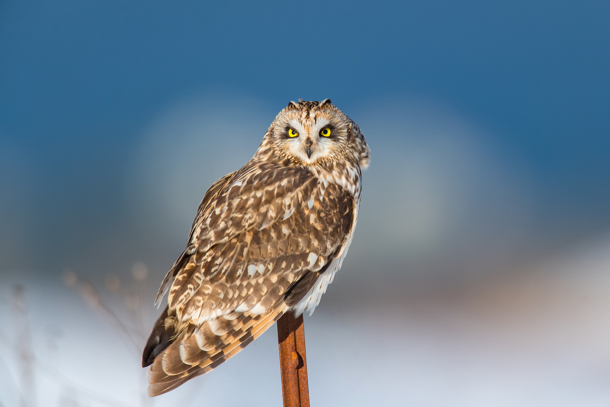 Nikon D5 + Nikon AF-S Nikkor 600mm F4G ED VR sample photo. Owl look photography