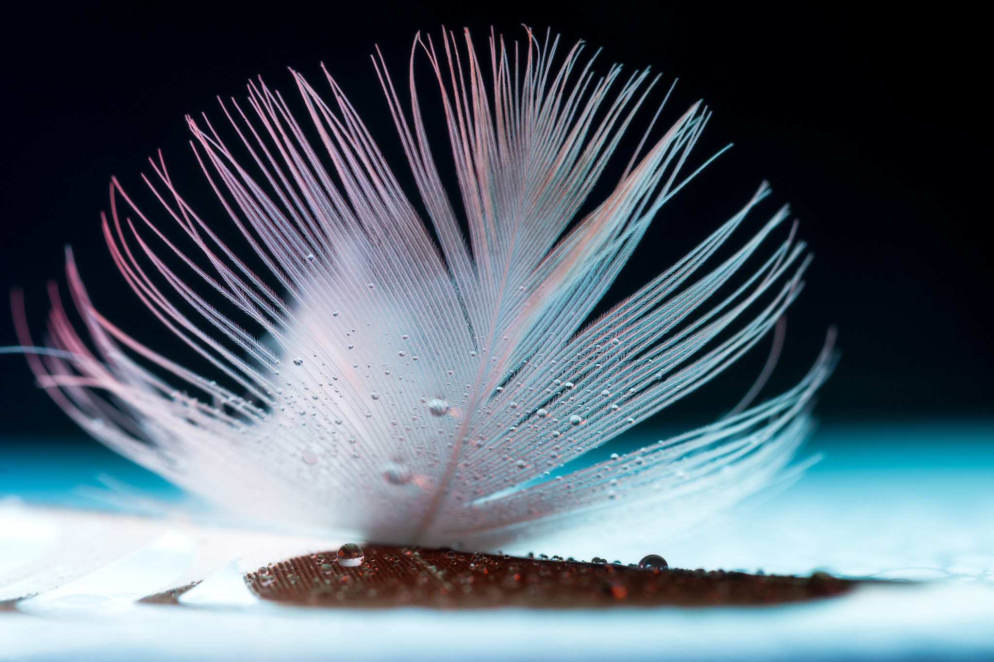 Sony Alpha DSLR-A850 + Minolta AF 100mm F2.8 Macro [New] sample photo. Bird feather and drop. photography