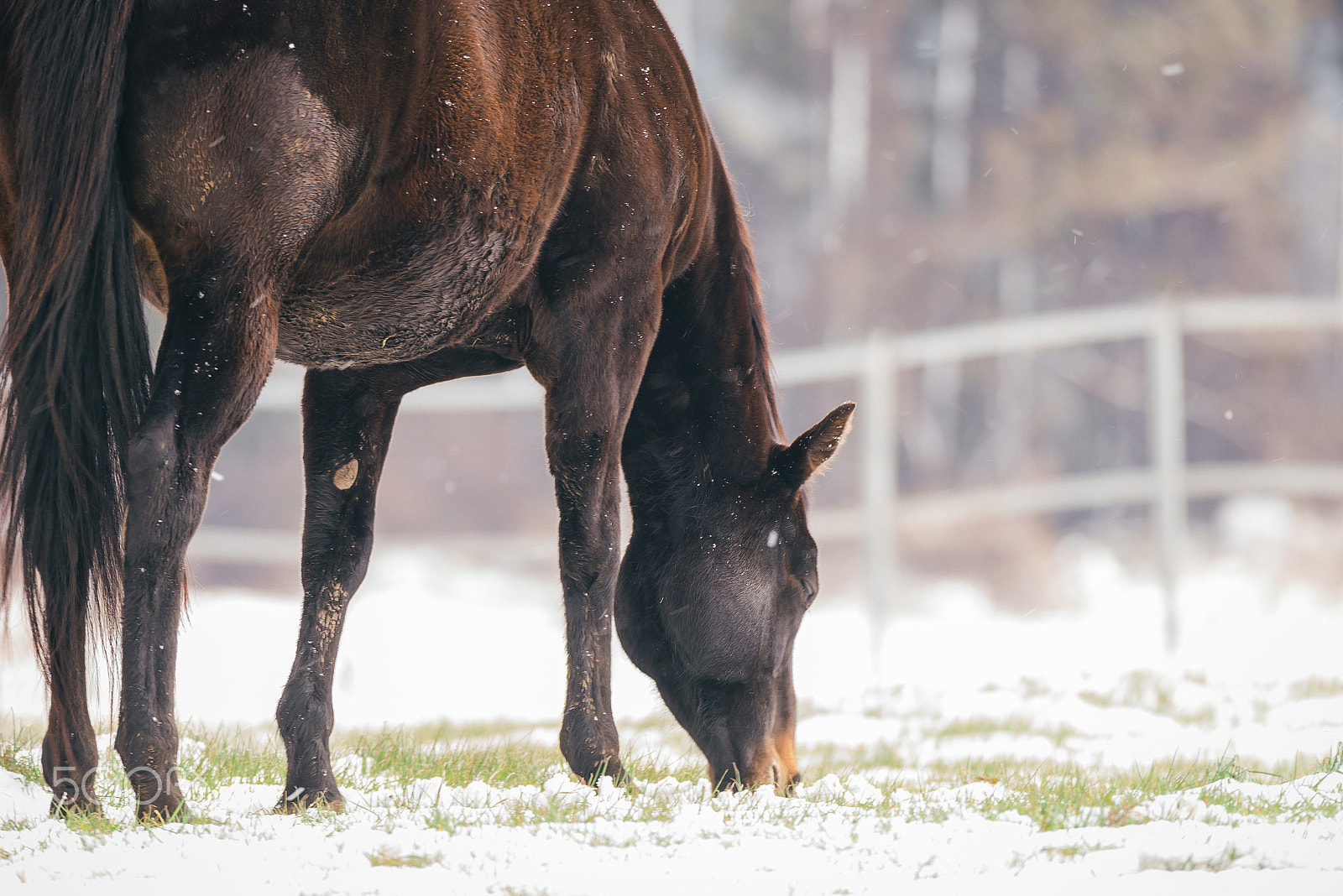 Nikon D810 sample photo. Snow and horse 3 photography