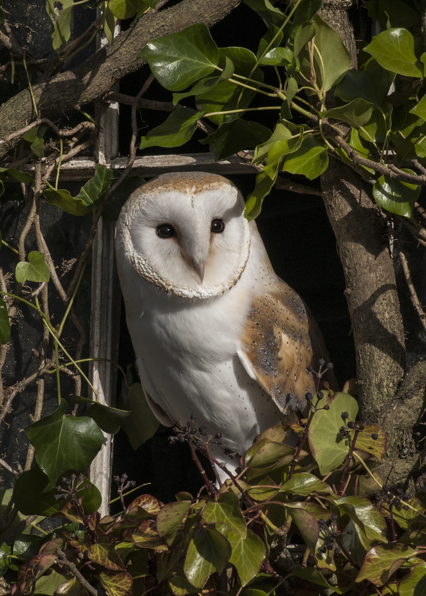 Nikon D40 sample photo. Barn owl photography