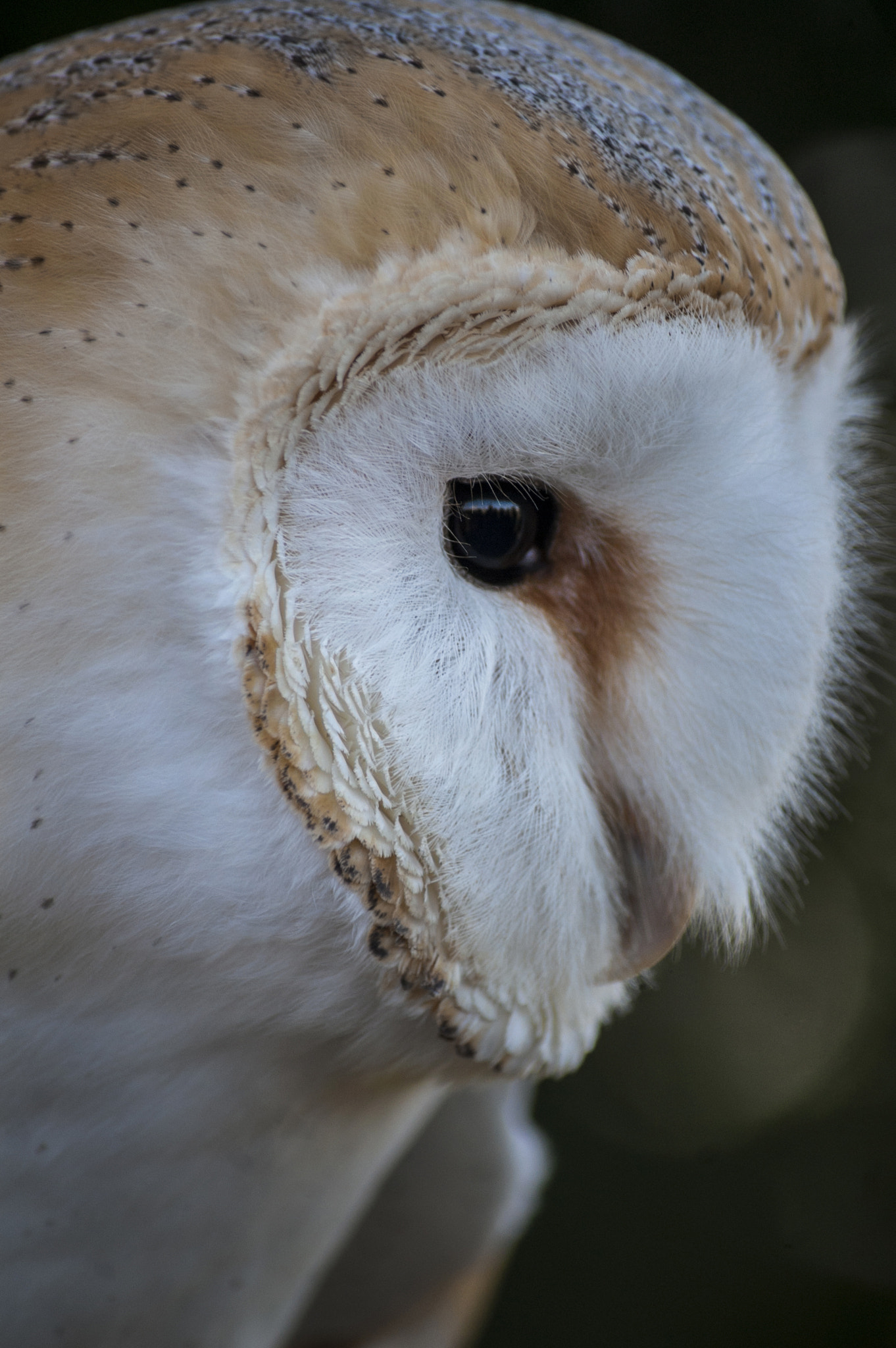 Nikon D40 sample photo. Barn owl in profile photography