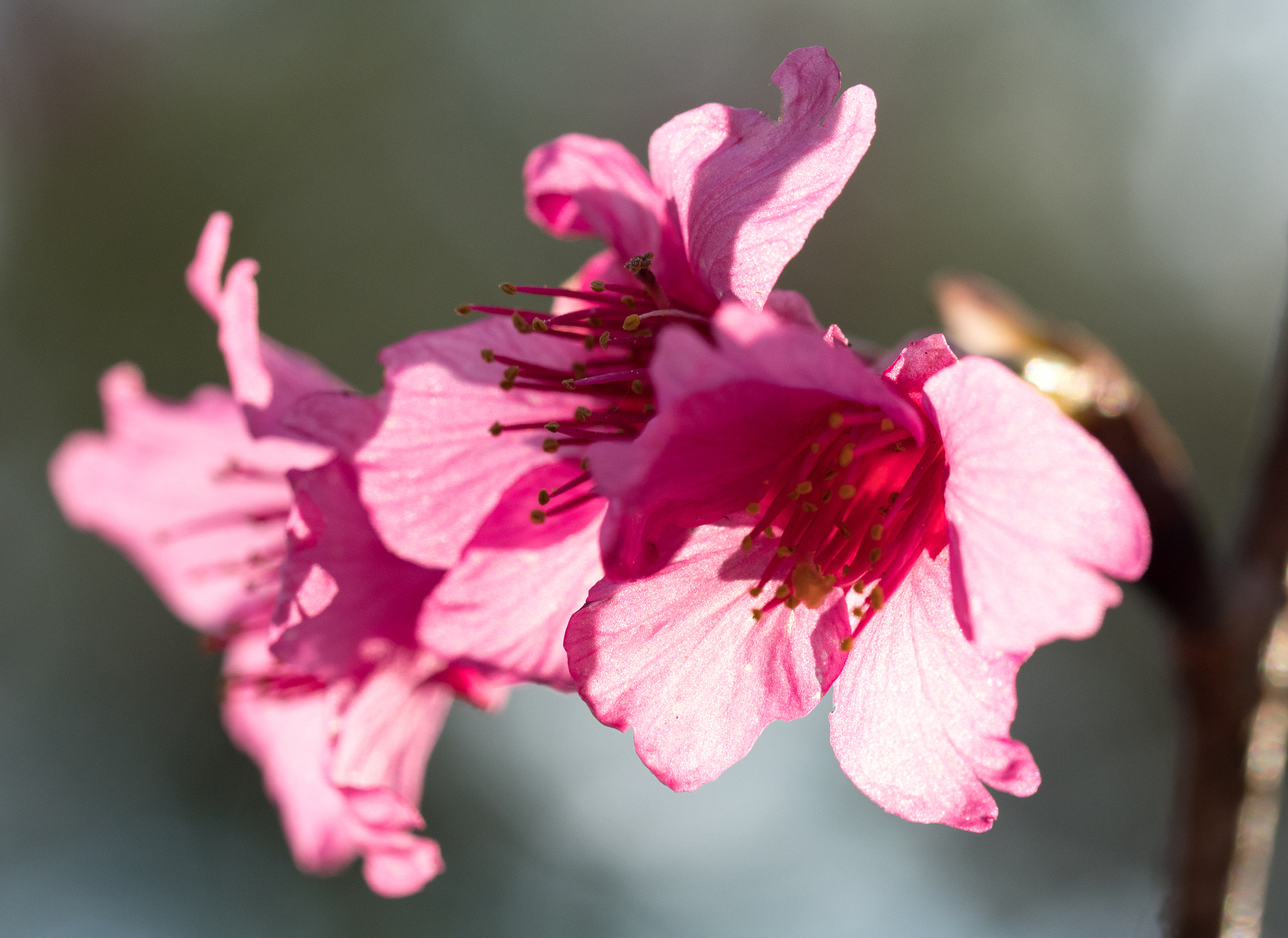 Olympus M.Zuiko Digital ED 60mm F2.8 Macro sample photo. Petal through the sun photography