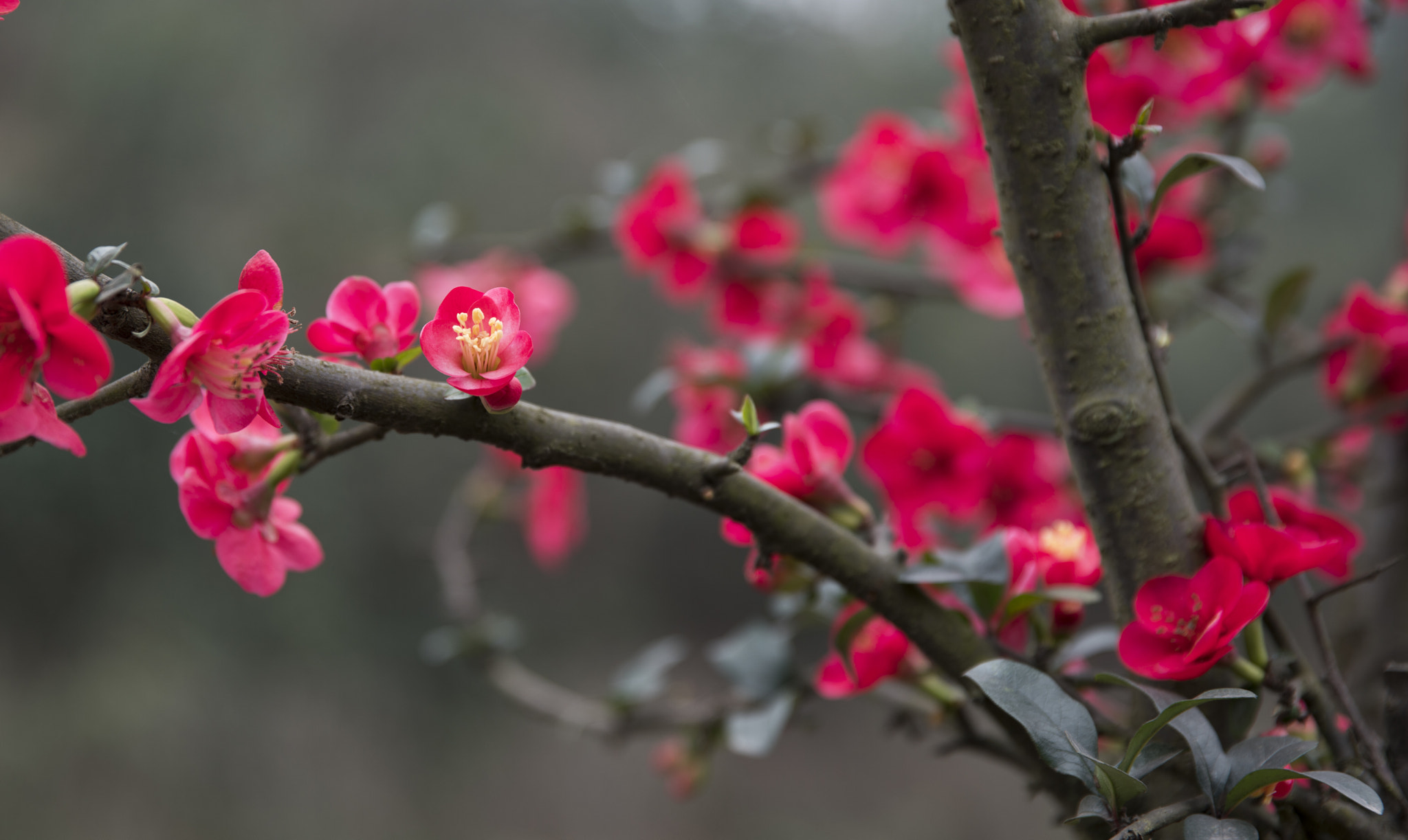 Canon EF 24-70mm F2.8L II USM sample photo. Spring photography