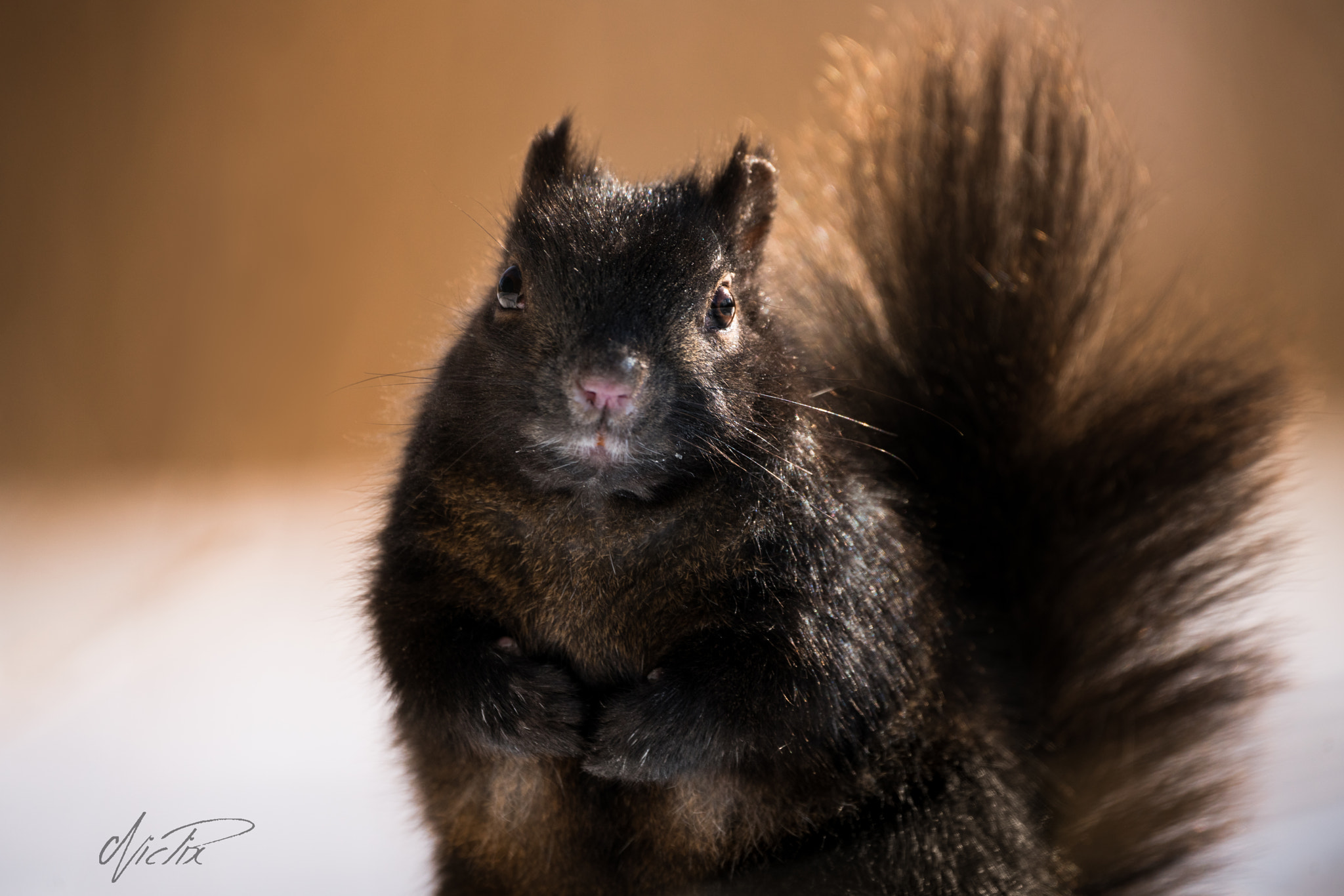 150-600mm F5-6.3 DG OS HSM | Contemporary 015 sample photo. Squirrel closeup photography
