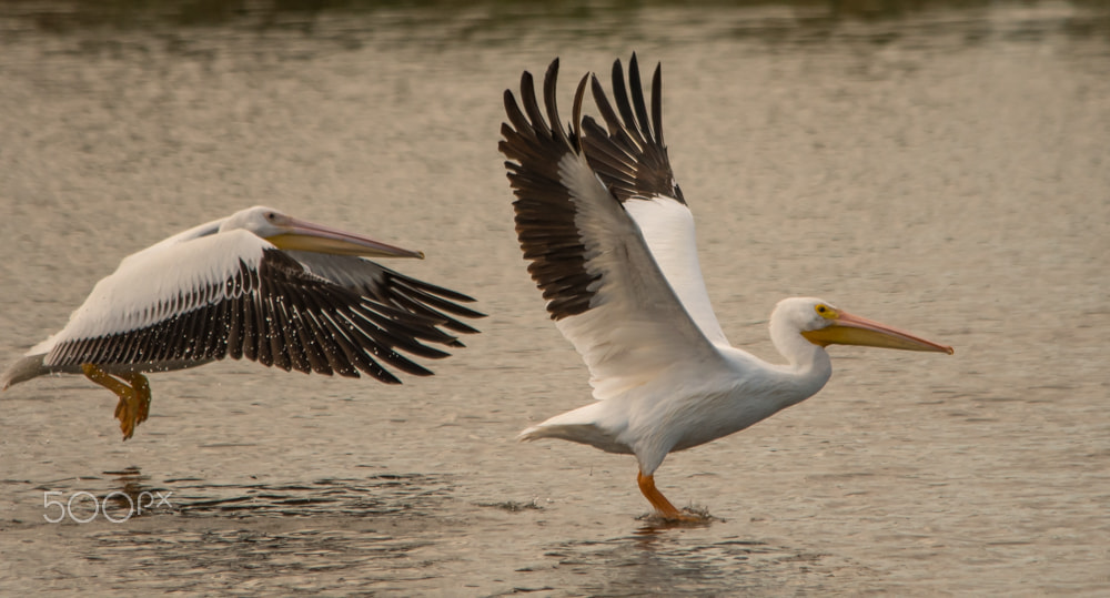 Sigma 150-500mm F5-6.3 DG OS HSM sample photo. Golden flight photography