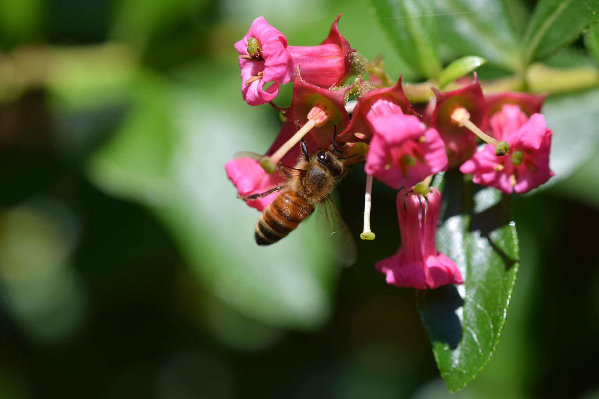 Nikon AF-S DX Micro-Nikkor 85mm F3.5G ED VR sample photo. Bee at work photography