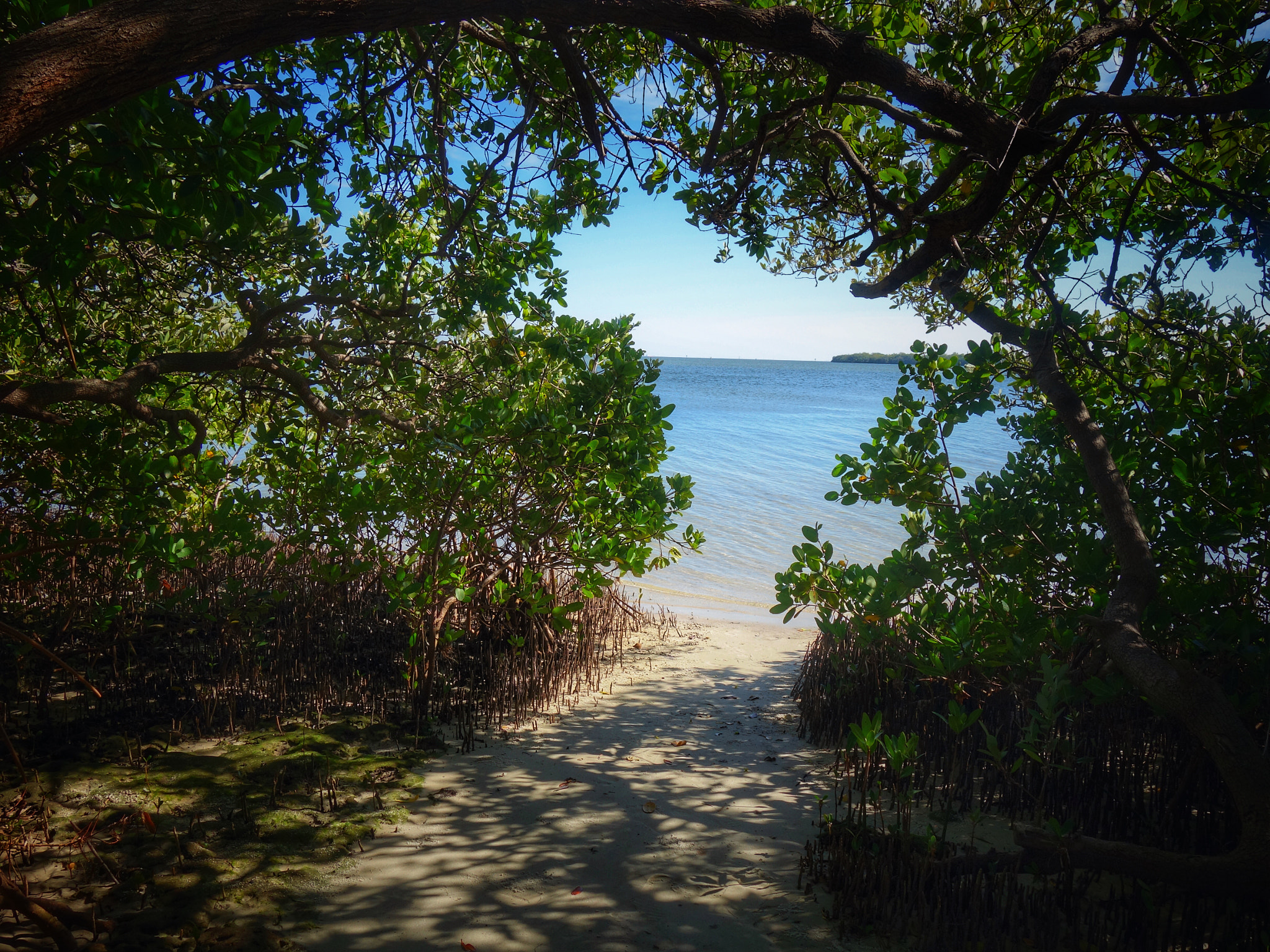 Sony 28-100mm F1.8-4.9 sample photo. Tampa bay photography