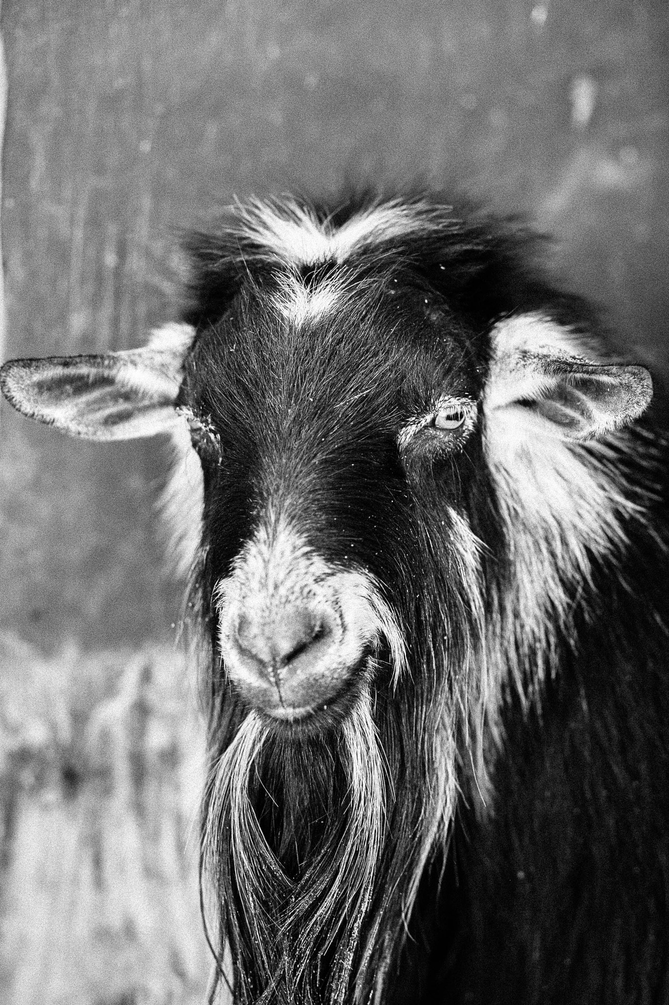 Canon EOS 5D + Canon EF 85mm F1.8 USM sample photo. Long bearded goat photography