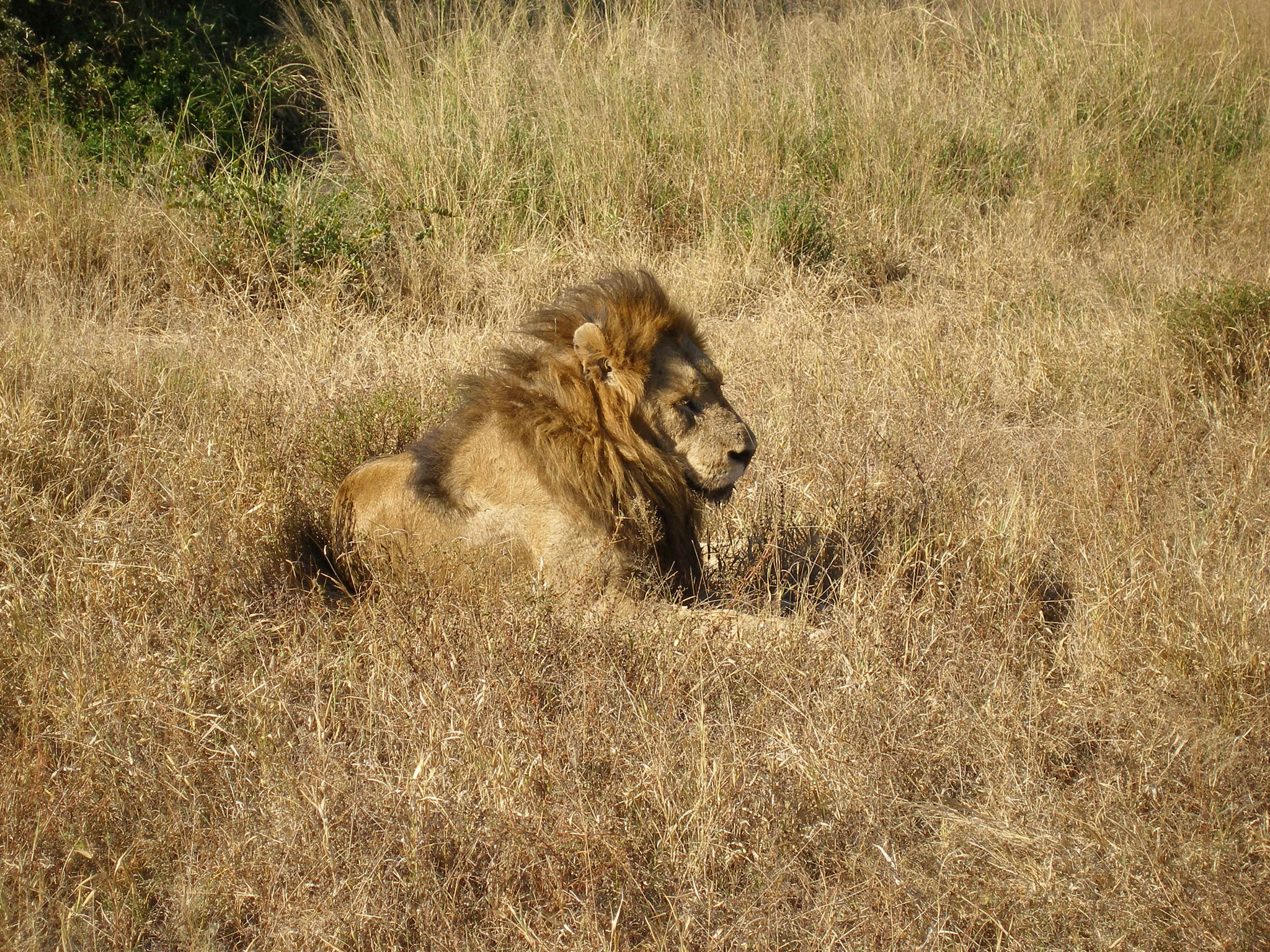 Olympus SP350 sample photo. Lions in the wild photography