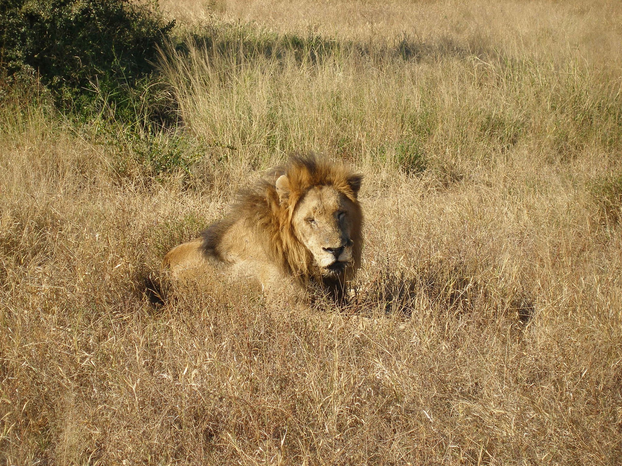 Olympus SP350 sample photo. Lions in the wild photography