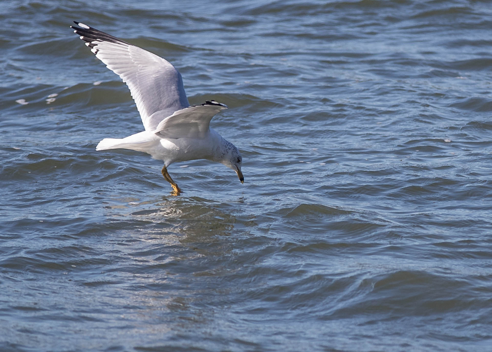 Canon EF 70-200mm F2.8L IS II USM sample photo. Seagull photography