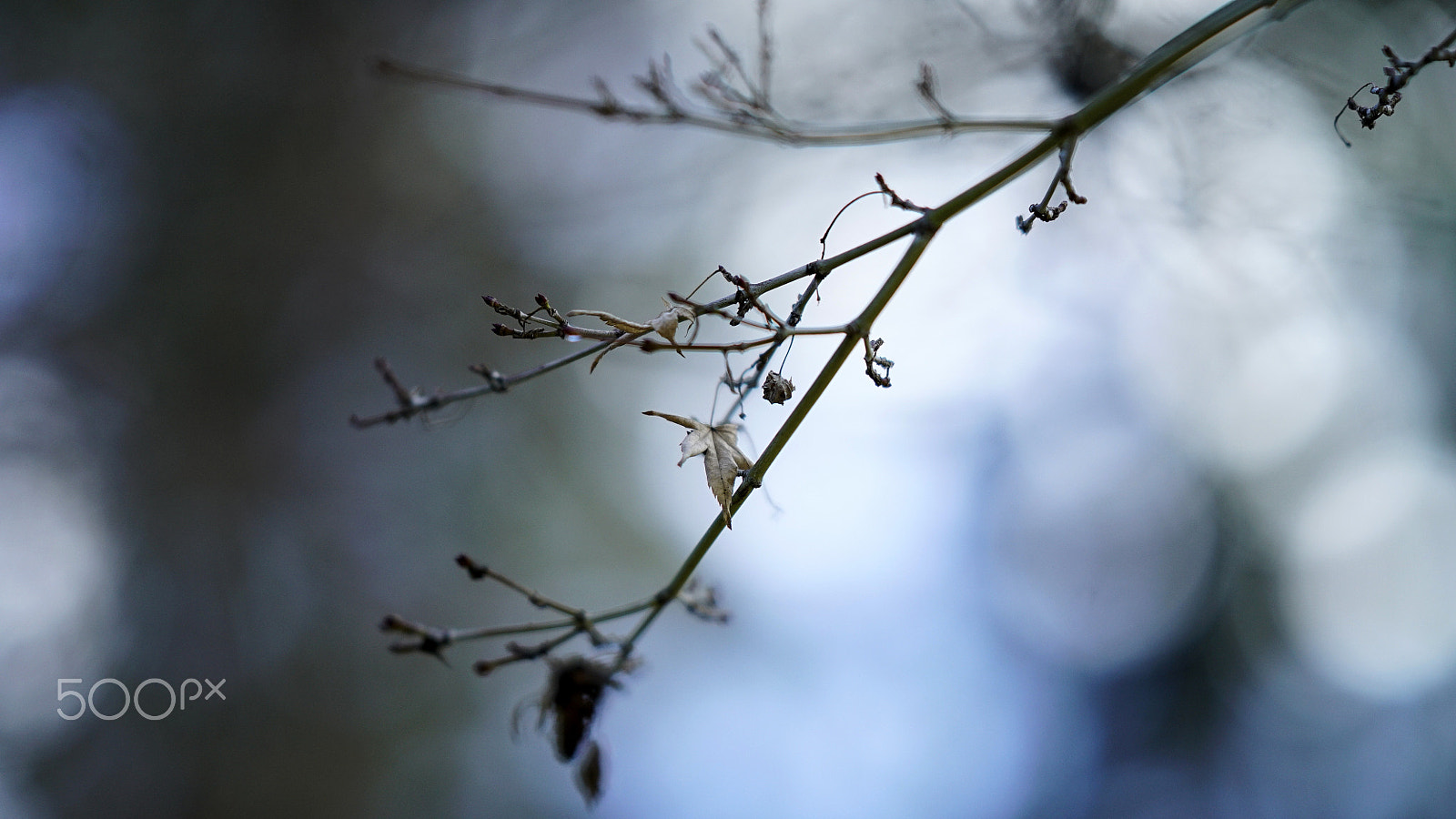 Sony a7S II + Sony FE 85mm F1.4 GM sample photo. This is not real love photography