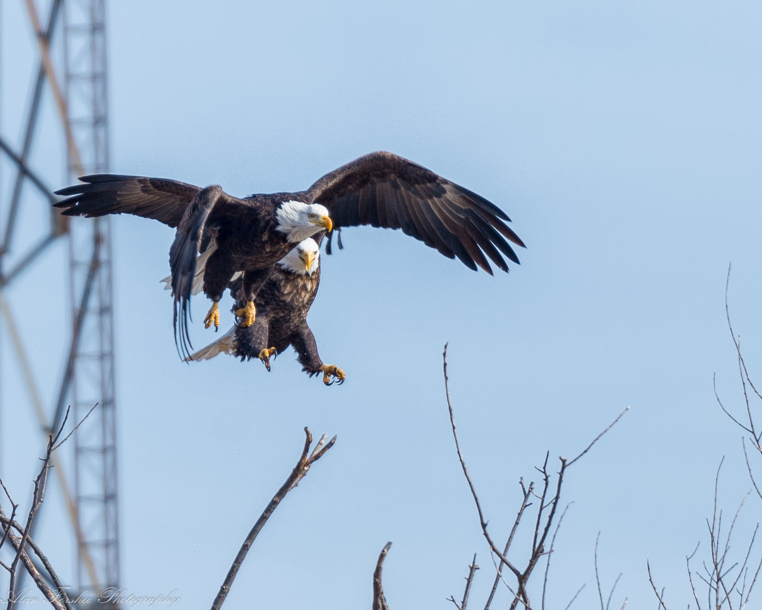 Nikon AF-S Nikkor 200-500mm F5.6E ED VR sample photo. Get outta my tree!!! photography