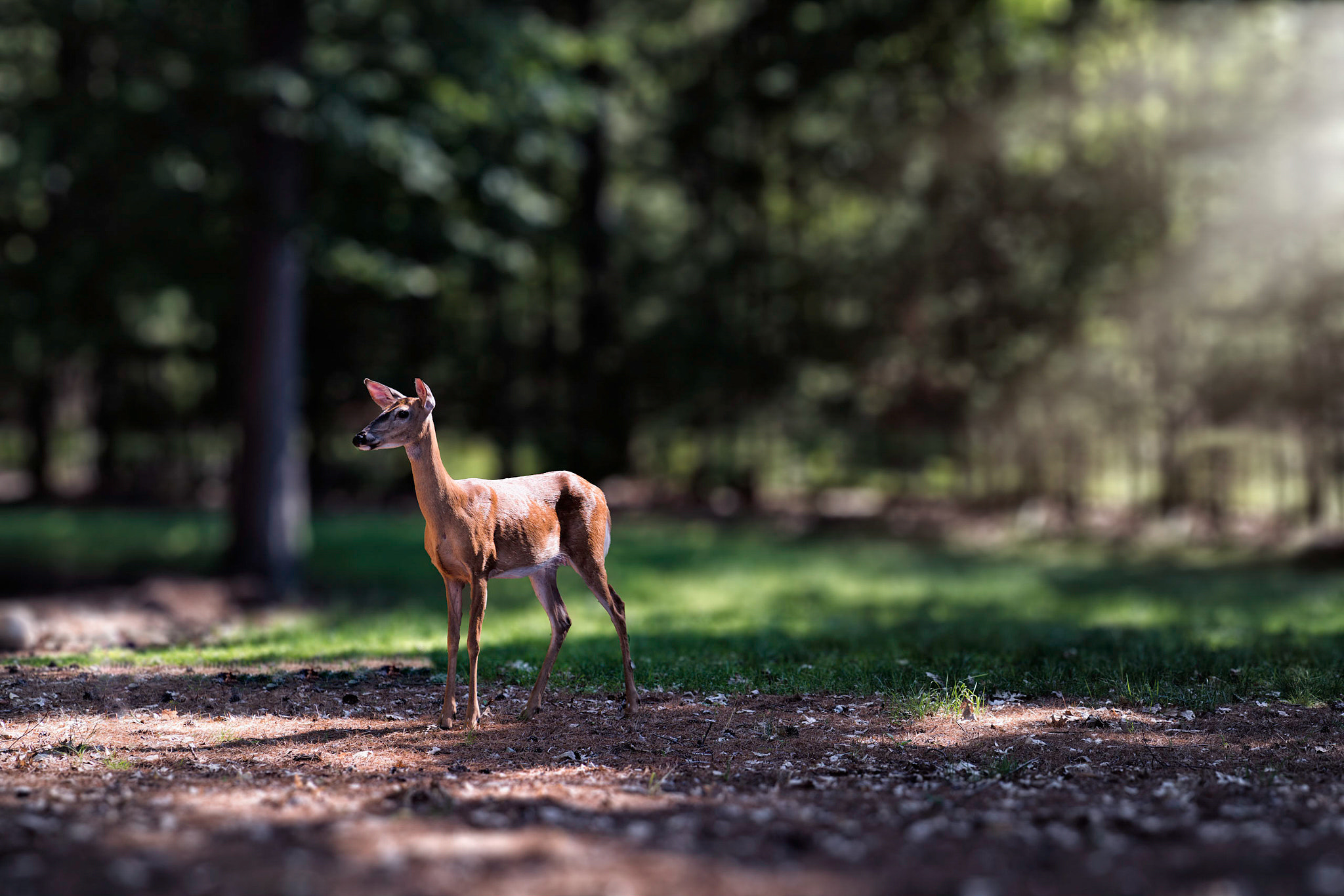 ZEISS Batis 85mm F1.8 sample photo. Rays over the deer photography