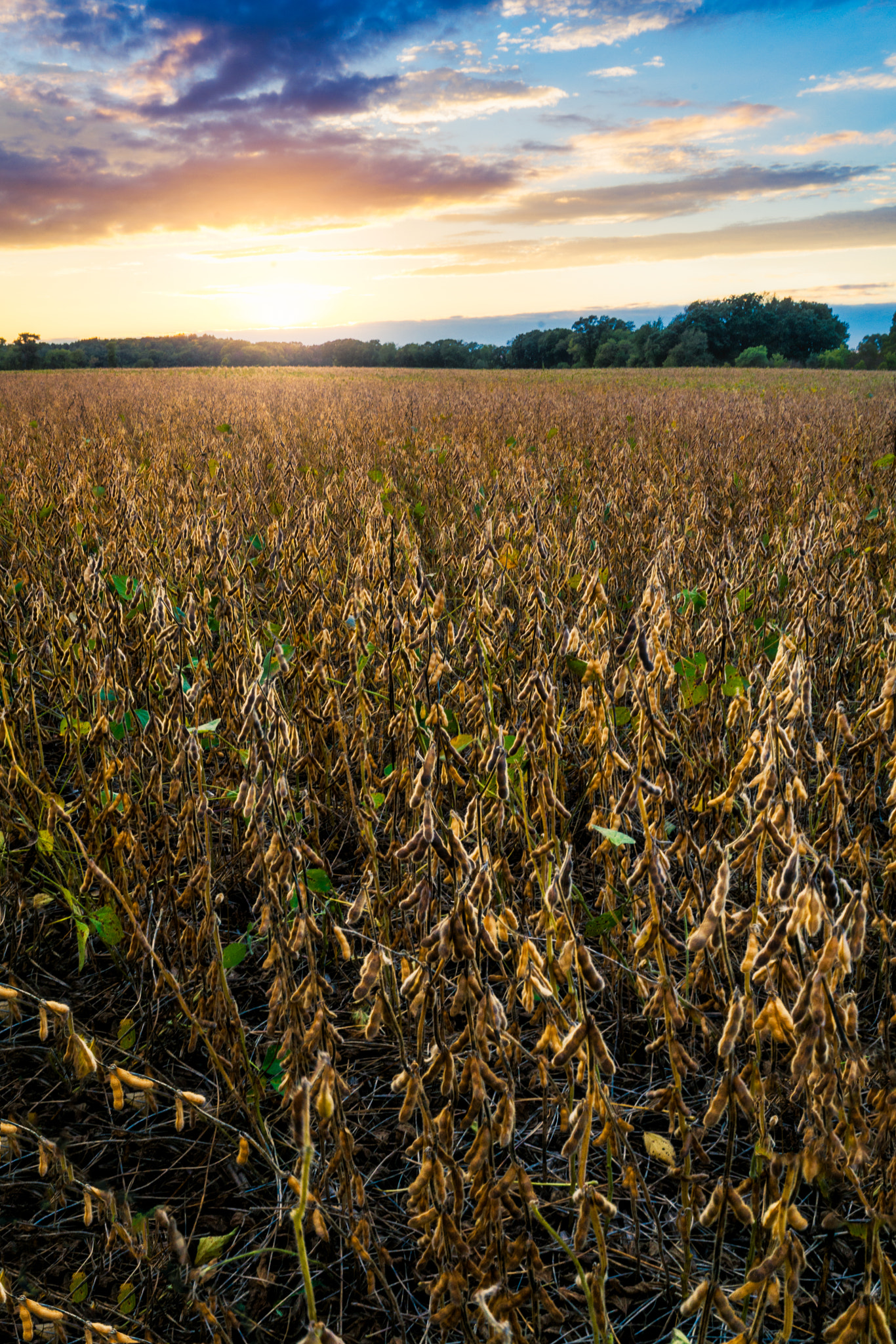 Sony FE 28mm F2 sample photo. Field of dreams photography