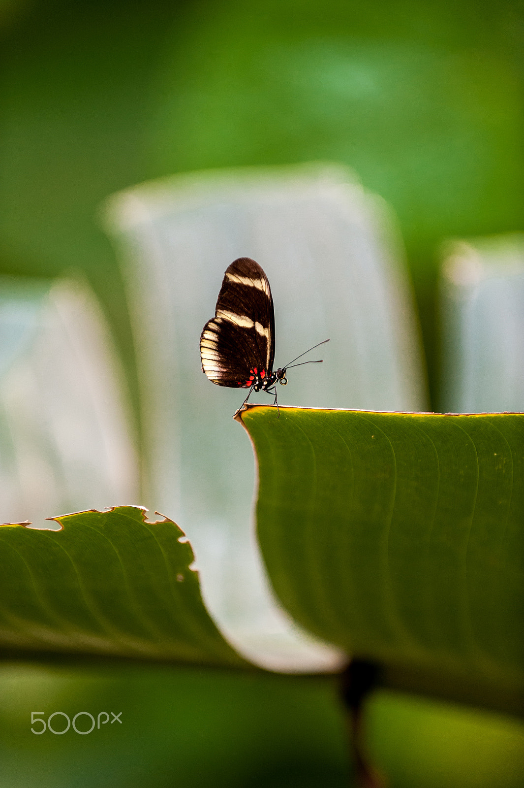Nikon D3 sample photo. Butterfly on green photography