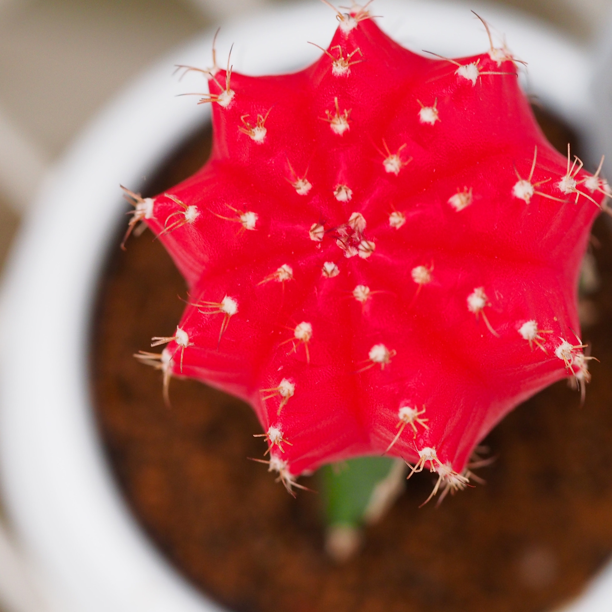 Olympus M.Zuiko Digital ED 60mm F2.8 Macro sample photo. This cactus is called "hibotan"  緋牡丹 photography