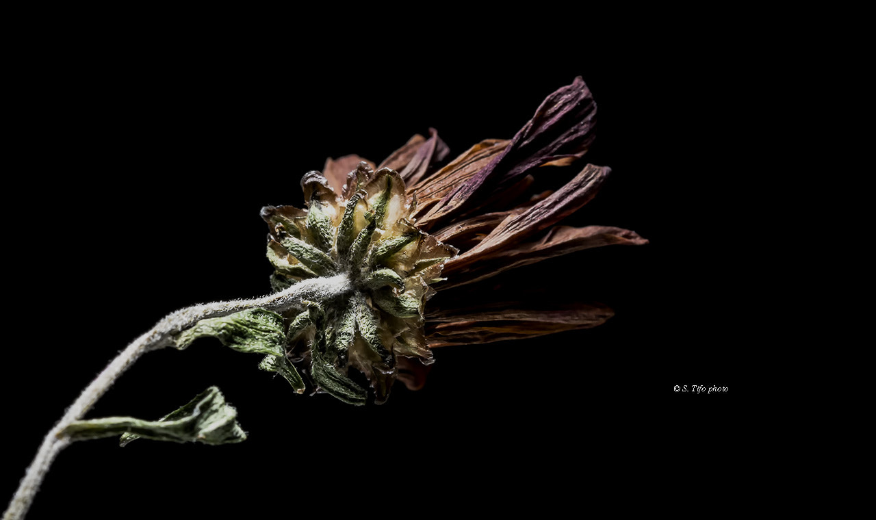 Sigma 105mm F2.8 EX DG OS HSM sample photo. Old flower ... photography