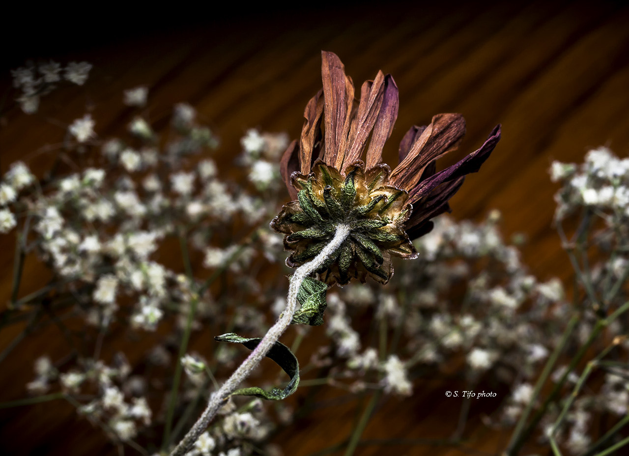 Canon EF-S 60mm F2.8 Macro USM sample photo. Old flower .. 2 .. photography