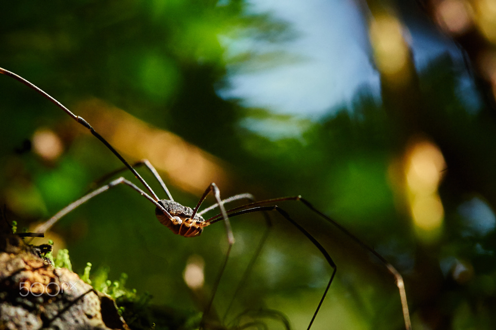 Sony a7 II + Sony DT 50mm F1.8 SAM sample photo. Spider adventures photography