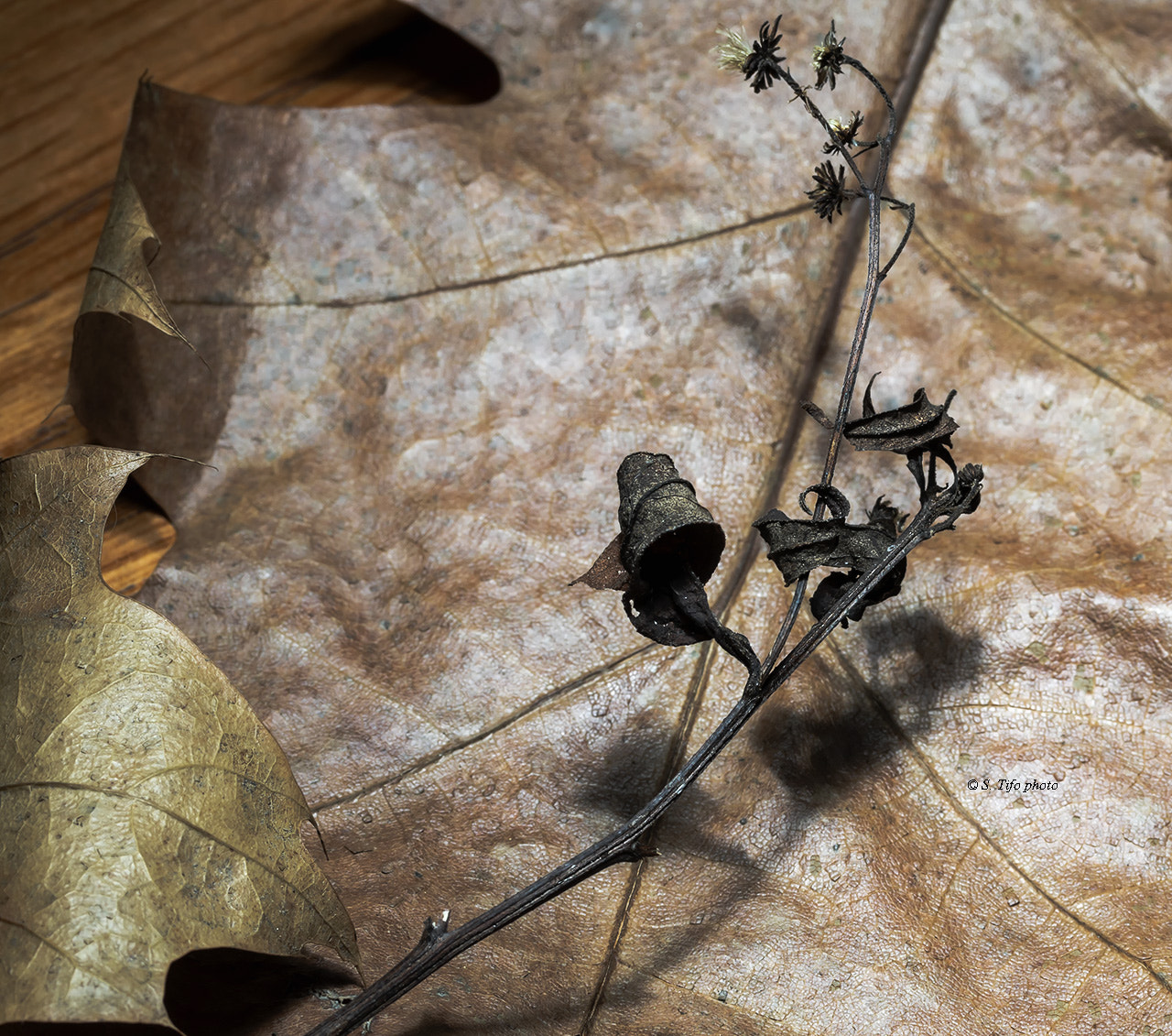 Canon EF-S 60mm F2.8 Macro USM sample photo. Brindille ... photography