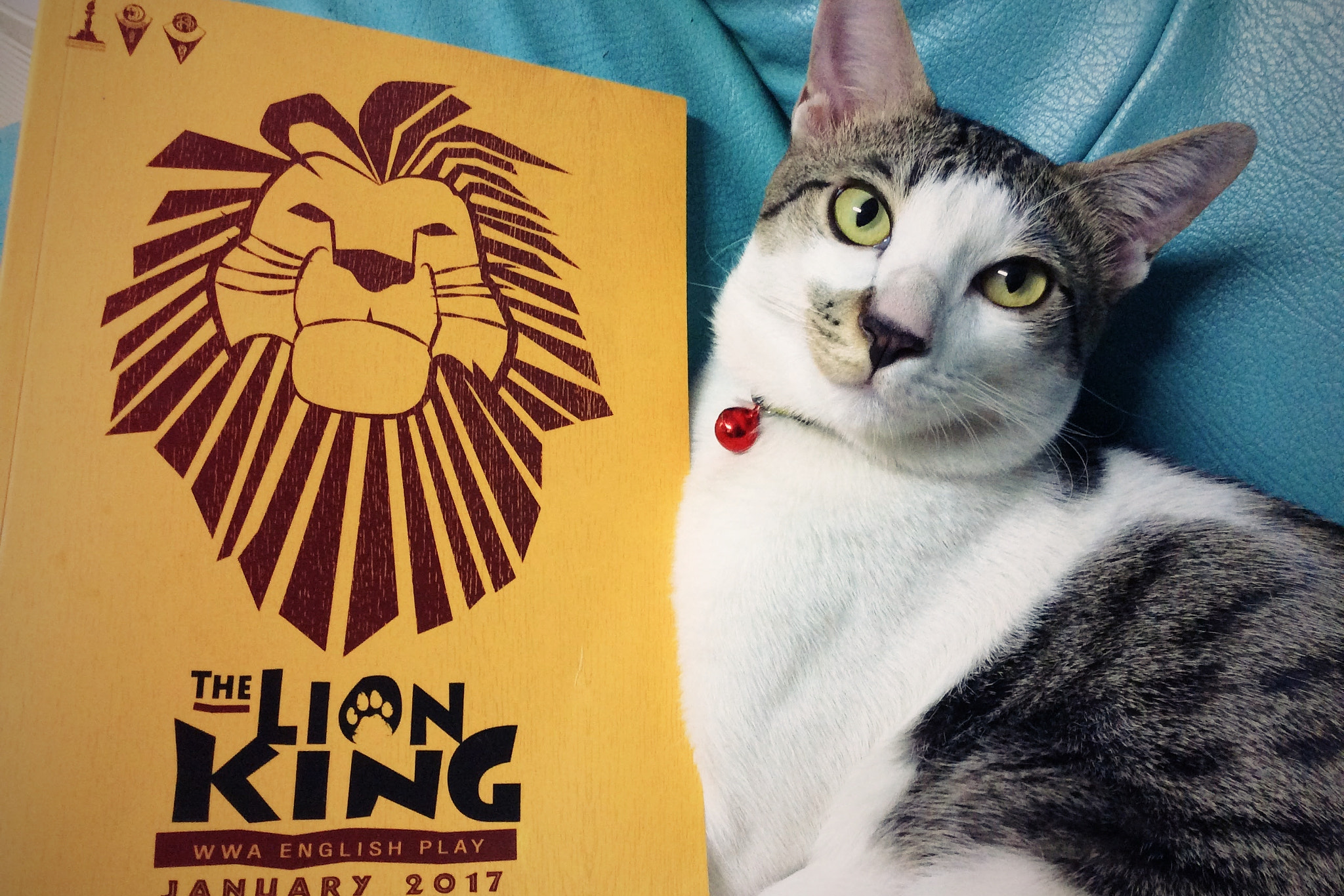 Apple iPad mini 3 sample photo. The cat king photography