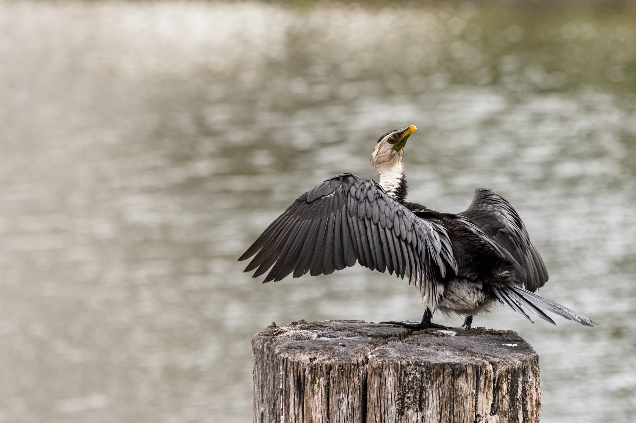 Nikon D7200 sample photo. Little pied cormorant photography