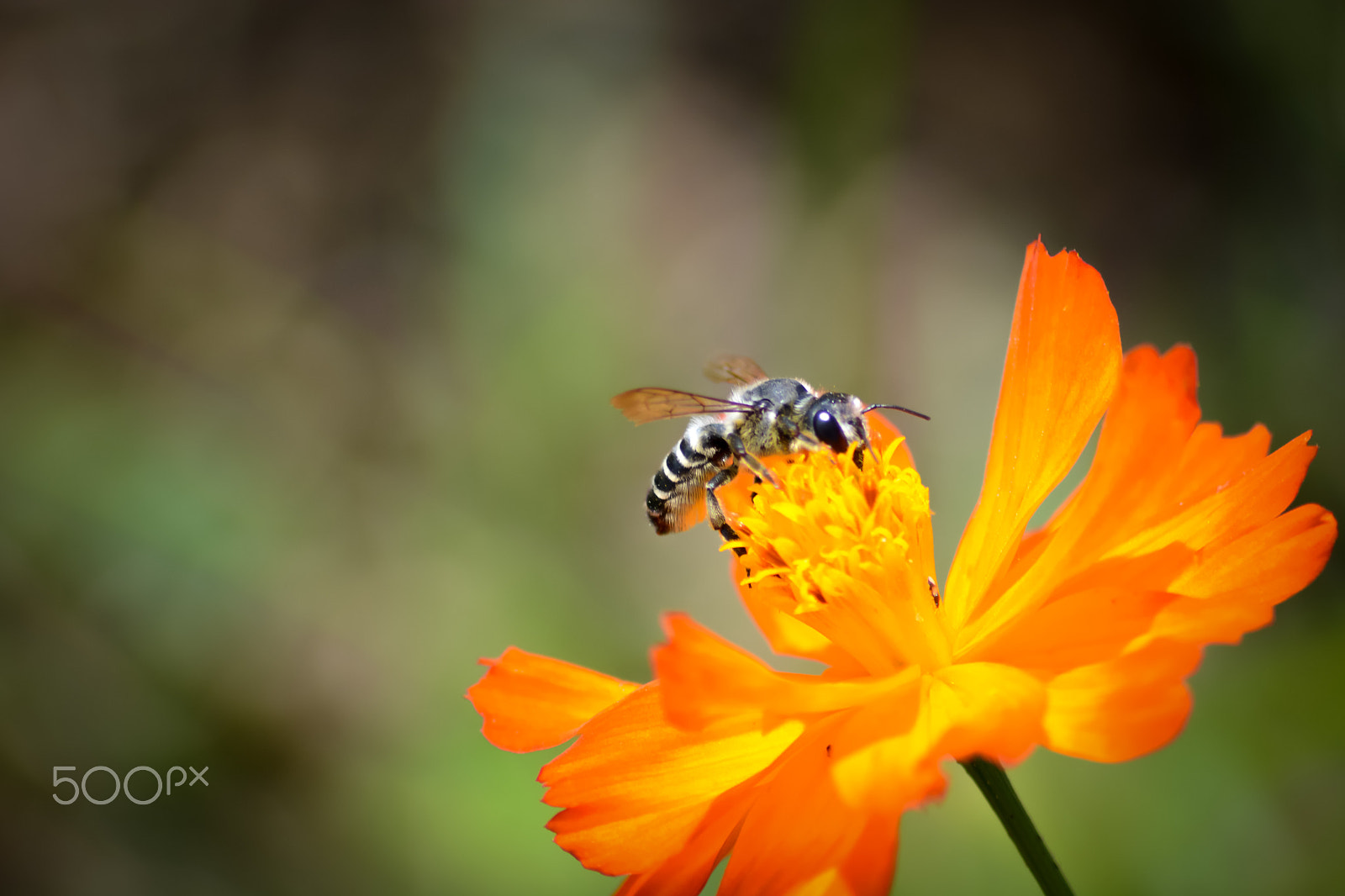 Sigma 70-300mm F4-5.6 APO DG Macro sample photo. Leafcutter bee in kansas photography