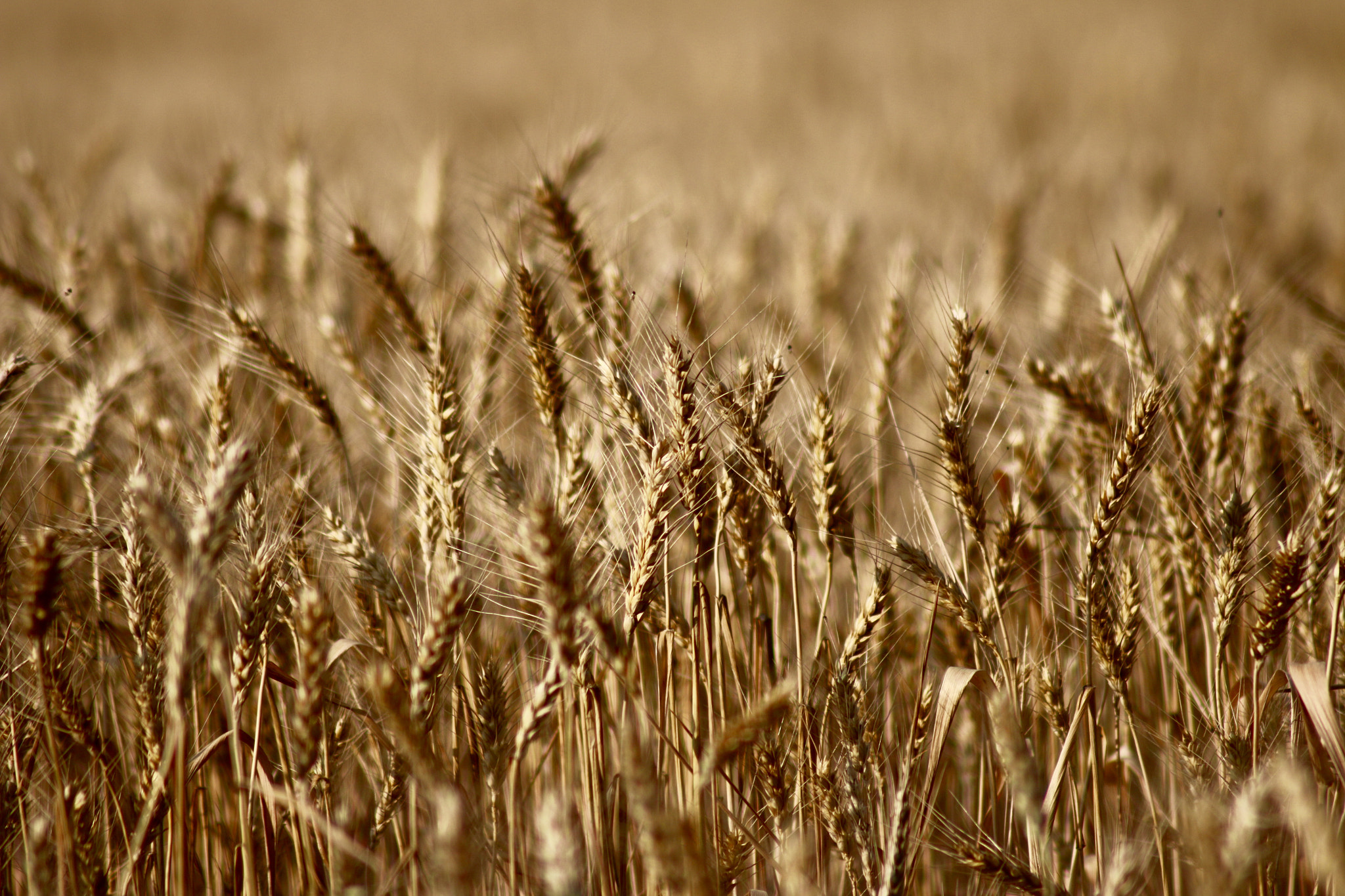 Canon EOS 70D + Tamron AF 70-300mm F4-5.6 Di LD Macro sample photo. Wheat photography