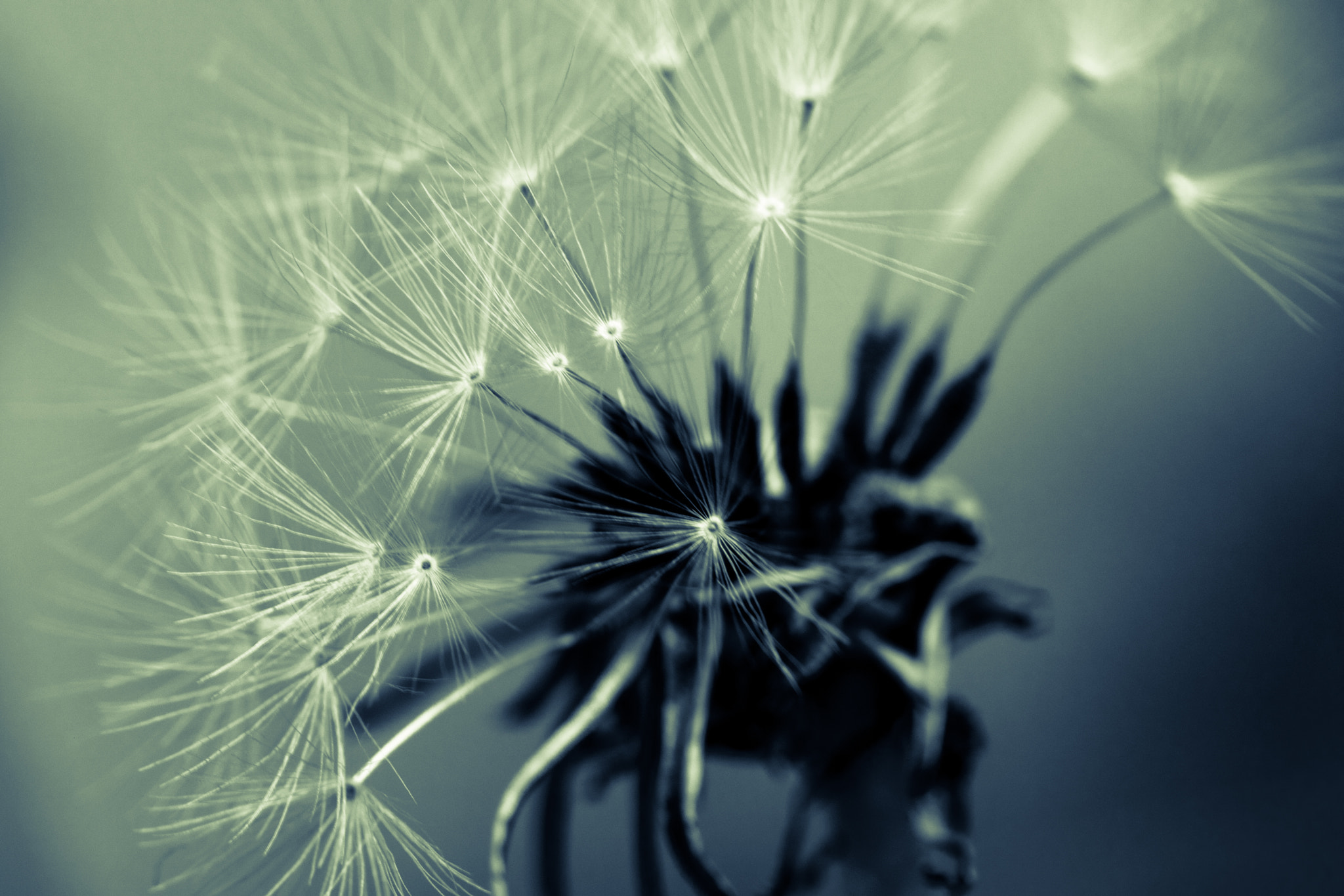 Canon EF 100mm F2.8 Macro USM sample photo. Dandelion photography