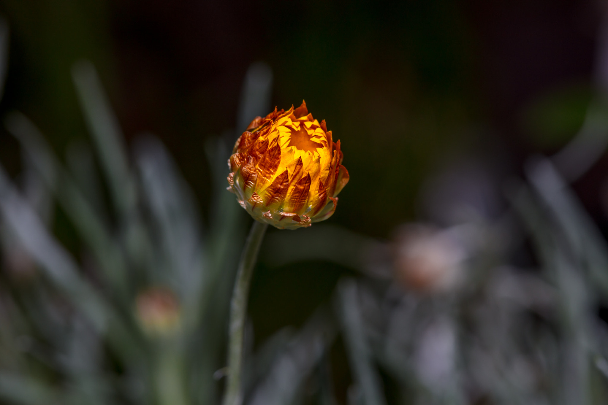 Canon EF 100mm F2.8 Macro USM sample photo. Mt baffalo cosmos photography