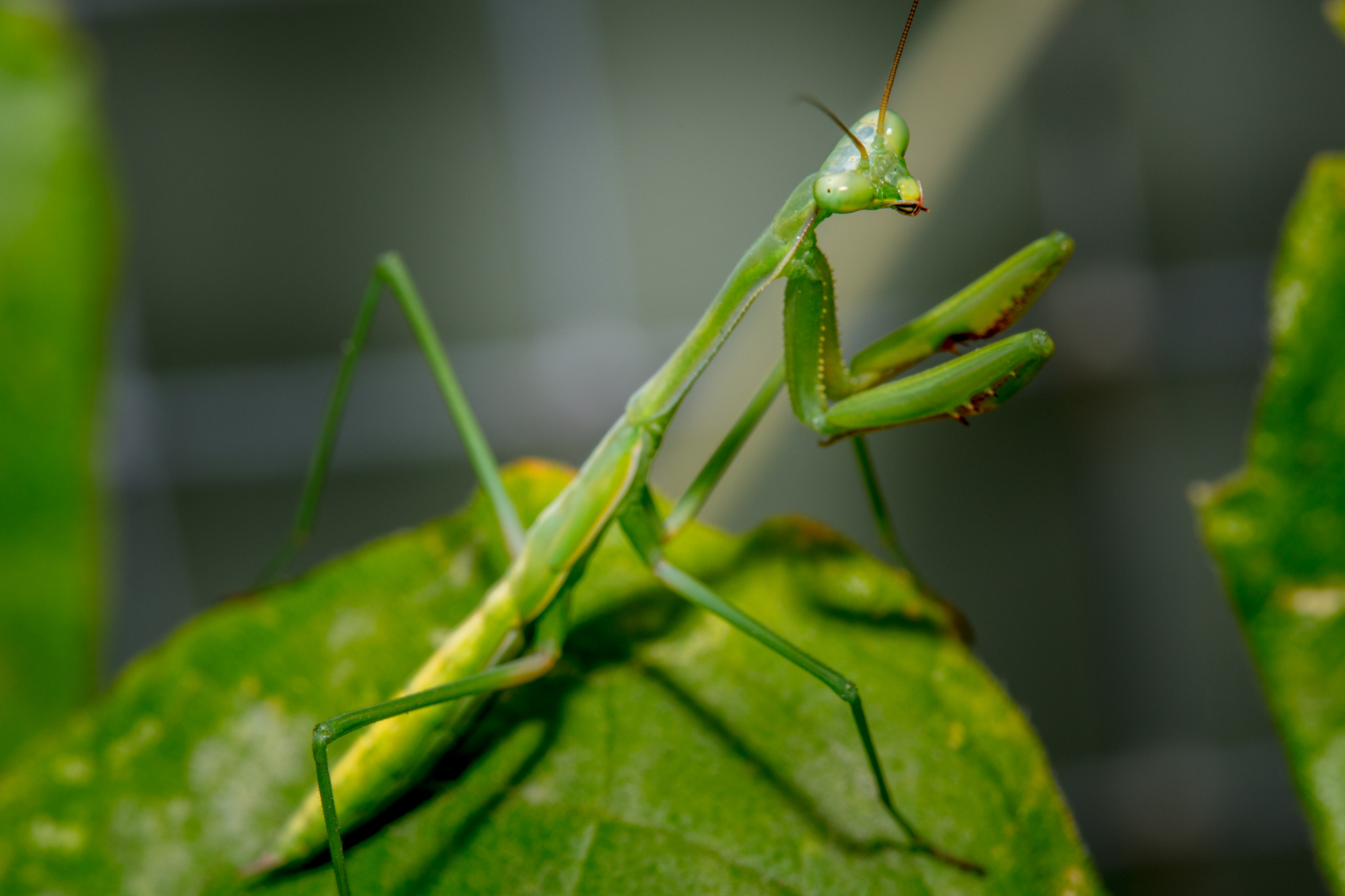 Canon EF 100mm F2.8 Macro USM sample photo. Mentis photography