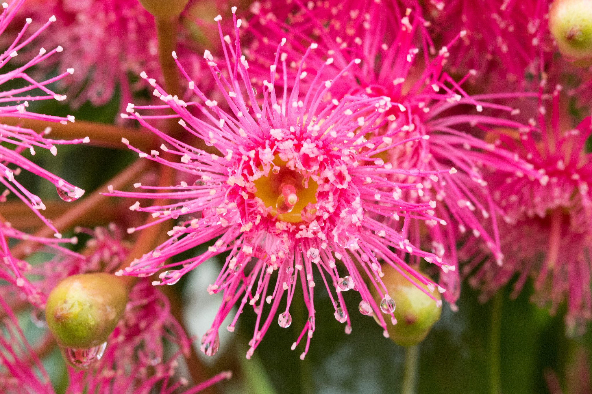 Canon EF 100mm F2.8 Macro USM sample photo. Gum blossom photography