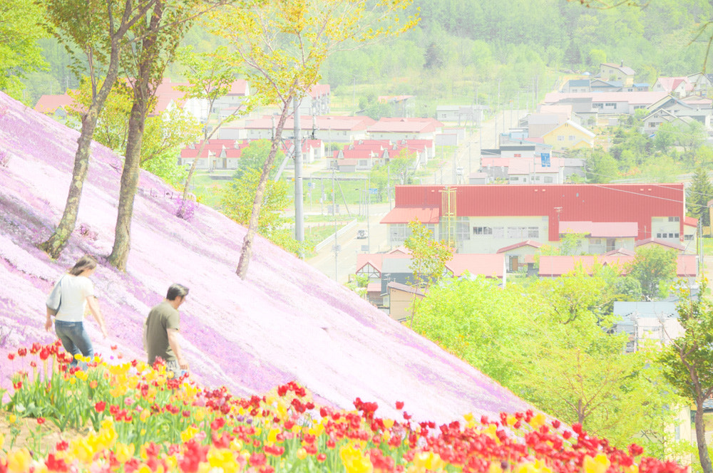 Nikon D40 sample photo. Takinoue hokkaido tulip park photography