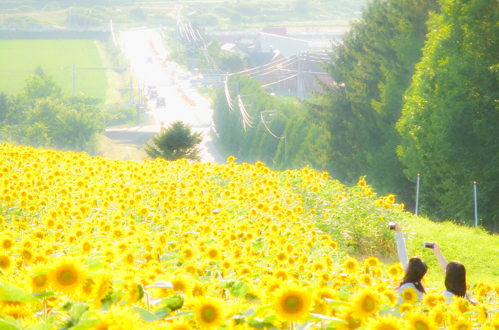 FujiFilm FinePix F80EXR (FinePix F85EXR) sample photo. Nayoro hokkaido sunflower farm photography