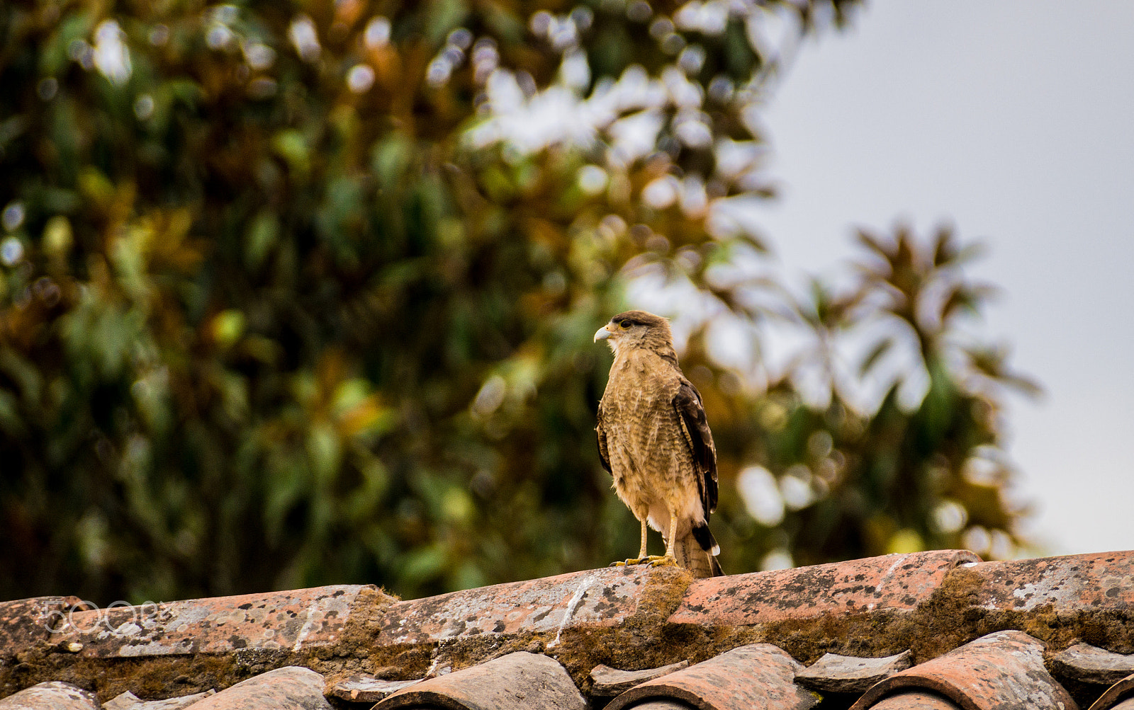 Sony DT 55-300mm F4.5-5.6 SAM sample photo. Tiuqye photography