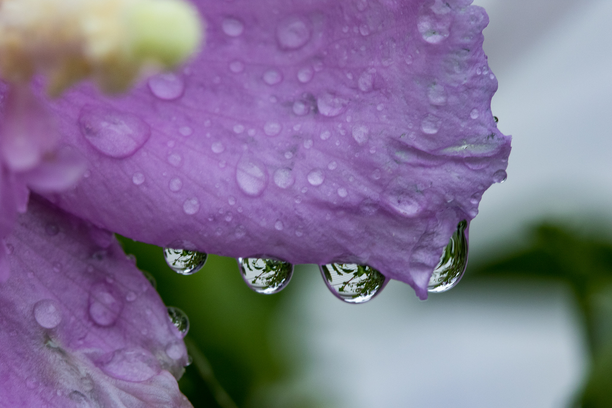 Canon EF 100mm F2.8 Macro USM sample photo. Hibiscus photography