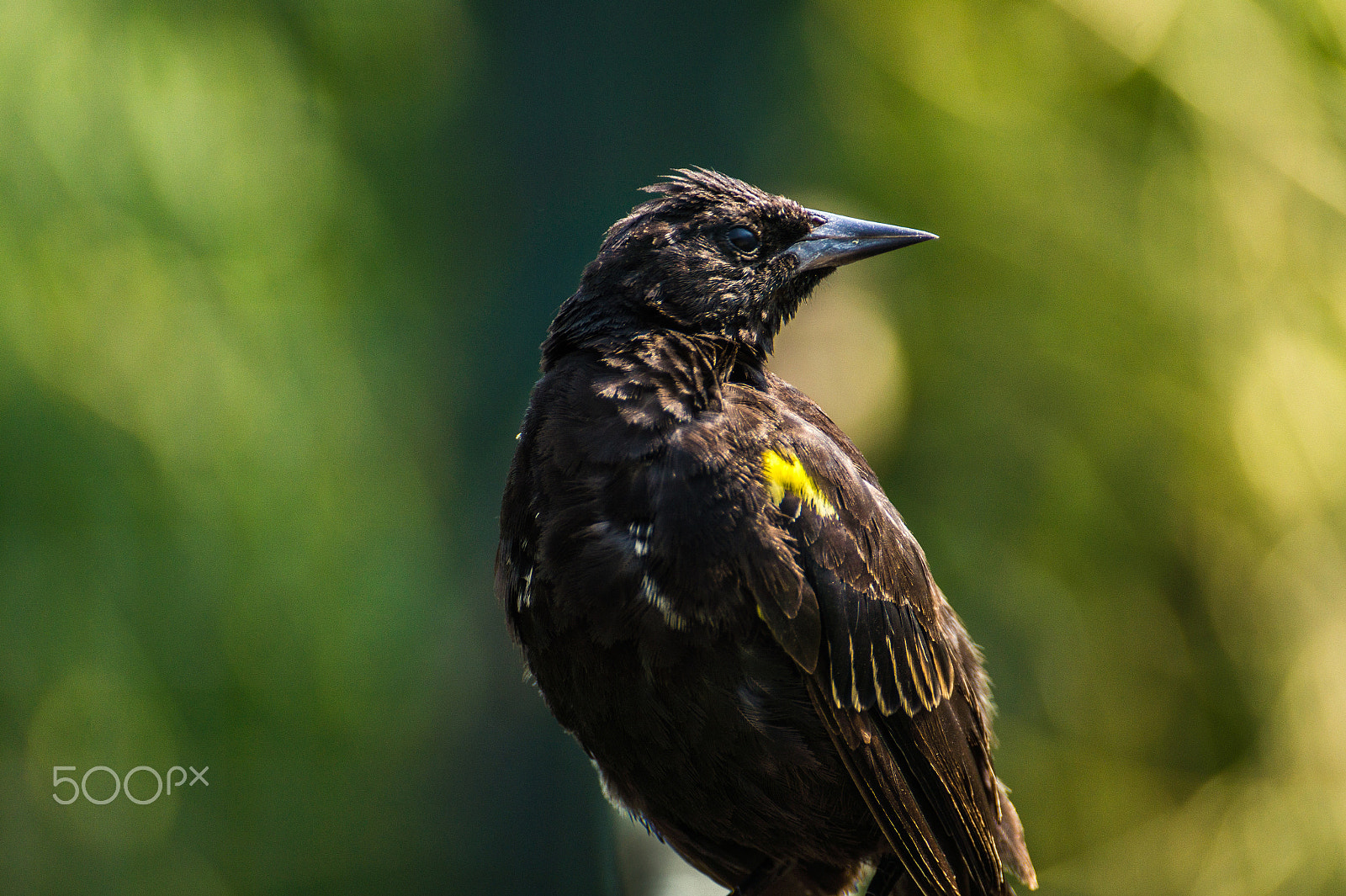 Sony DT 55-300mm F4.5-5.6 SAM sample photo. Trile photography