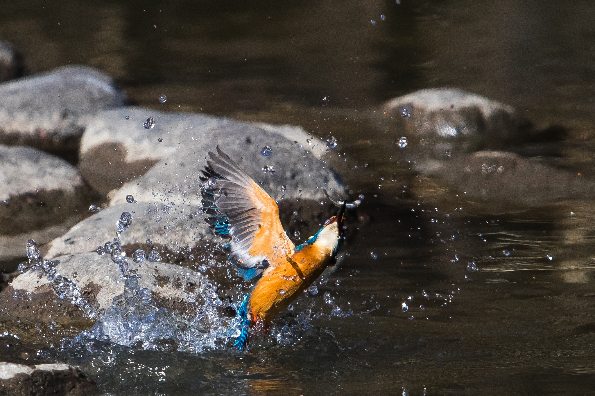 Canon EF 600mm F4L IS II USM sample photo. Kingfiser photography