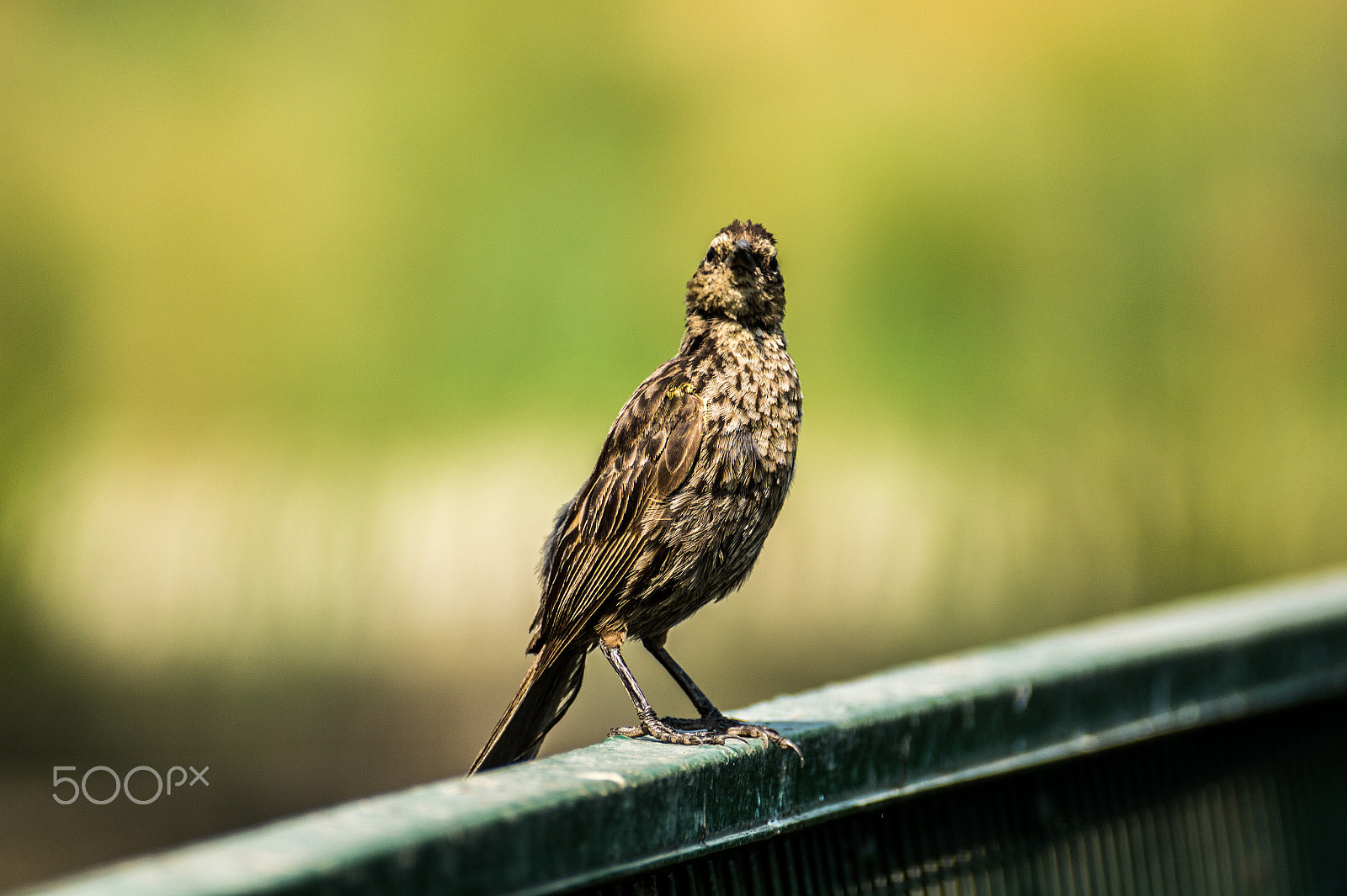 Sony DT 55-300mm F4.5-5.6 SAM sample photo. Te estoy mirando photography