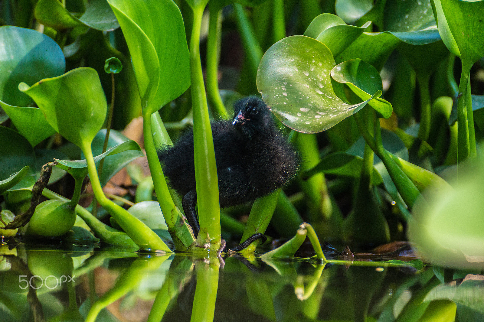 Sony DT 55-300mm F4.5-5.6 SAM sample photo. Tagua bebé photography